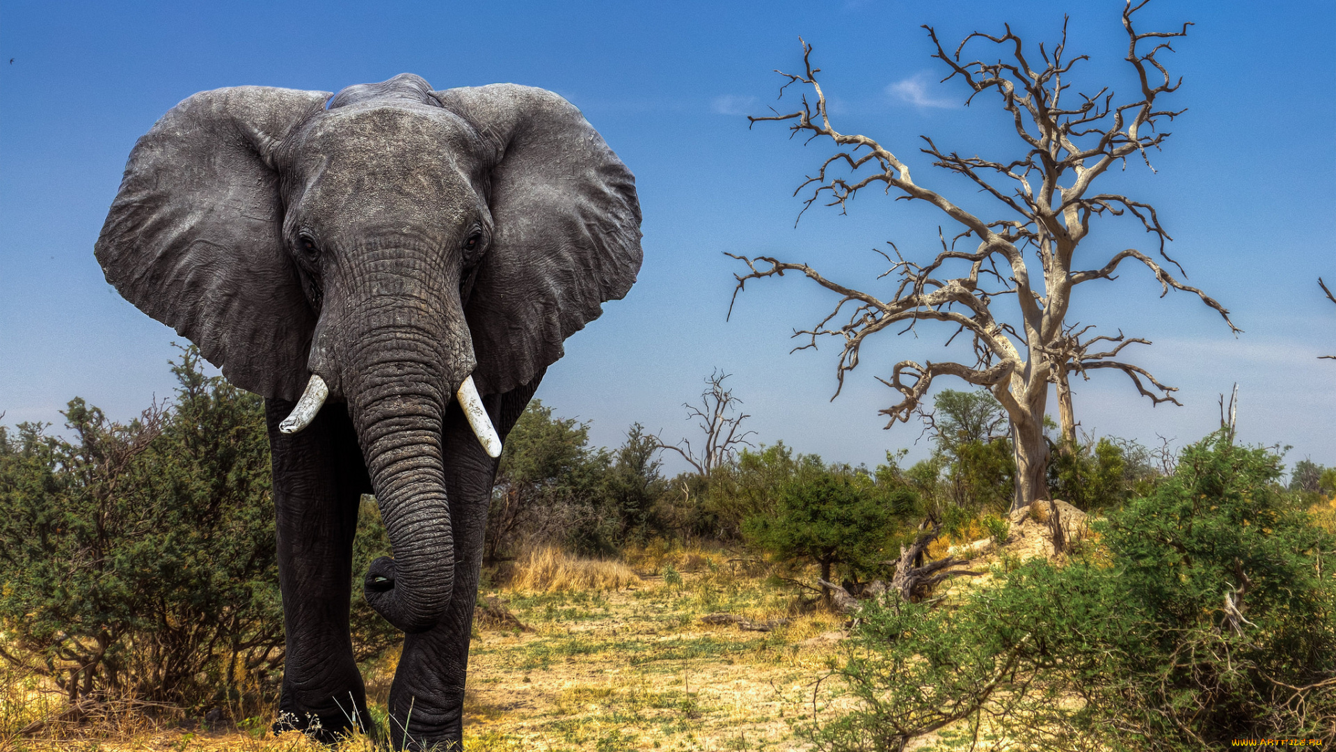 животные, слоны, исполин