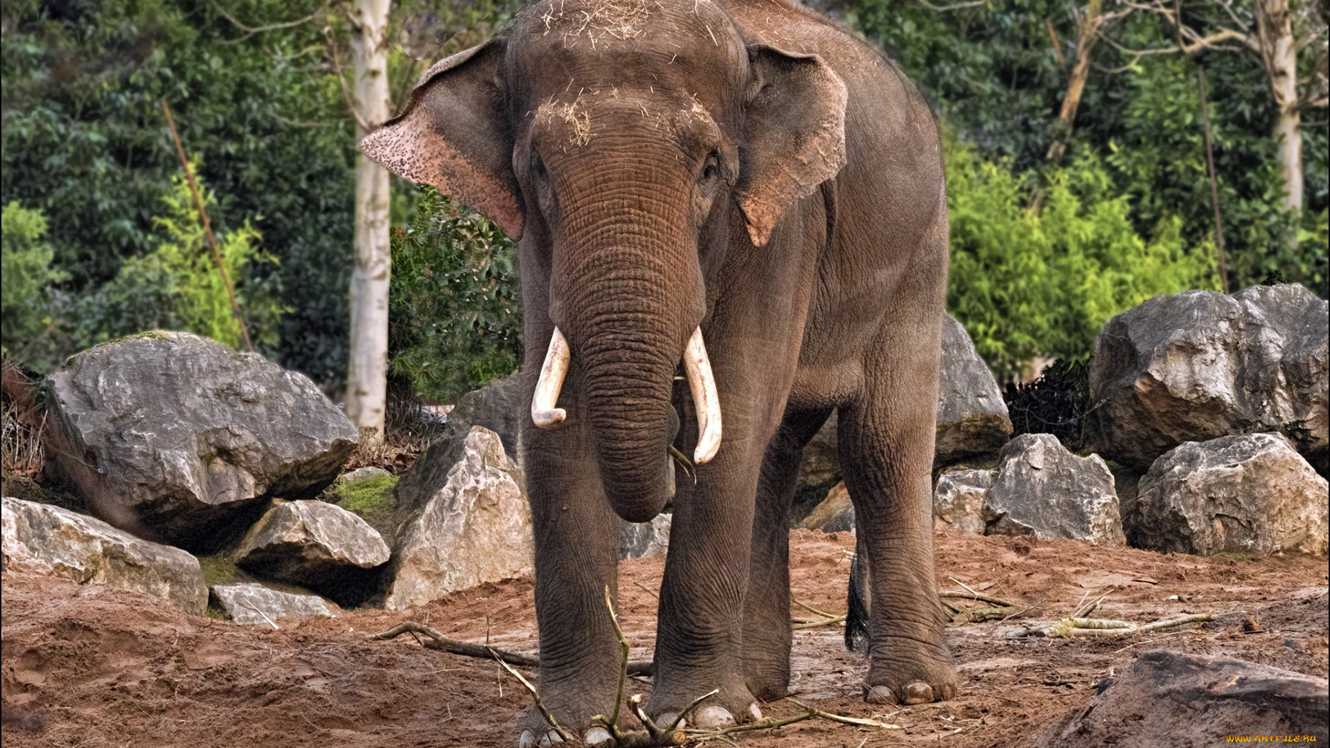 животные, слоны, исполин