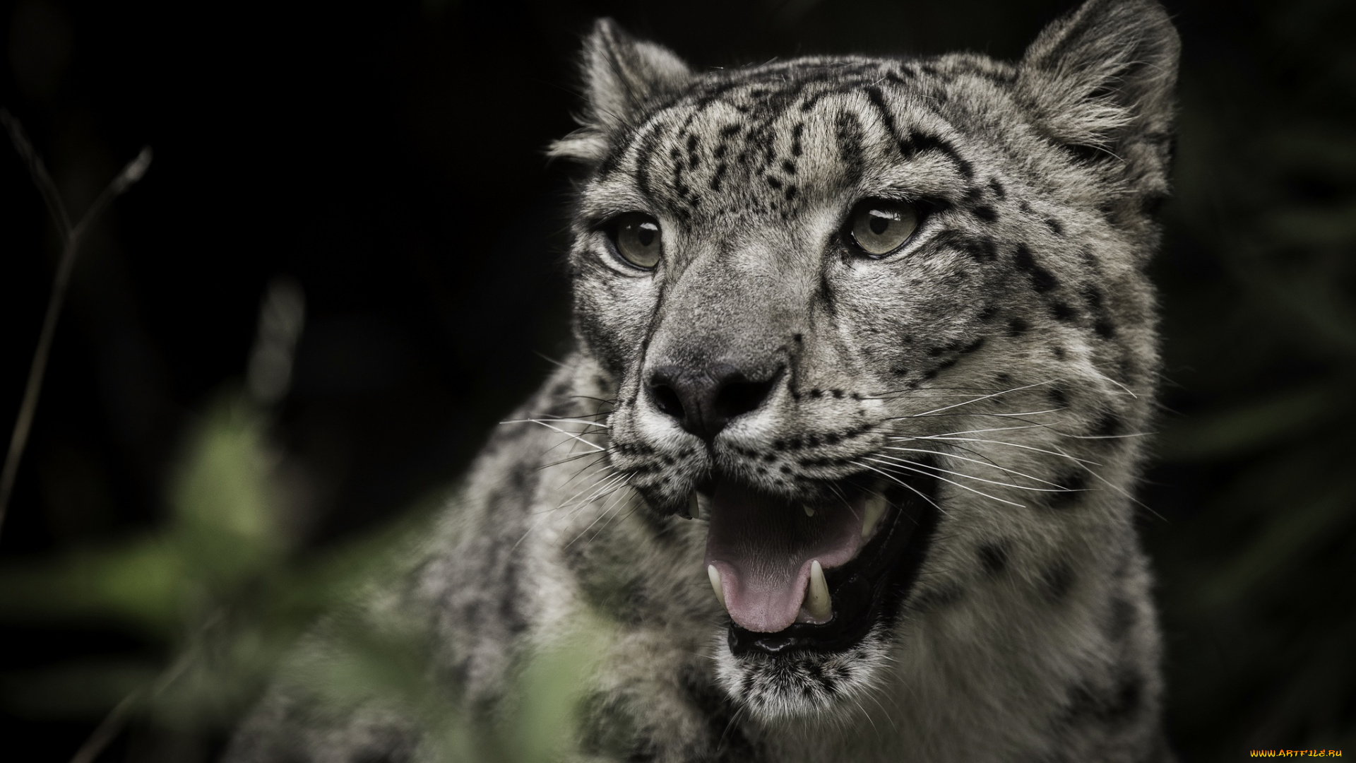 животные, снежный, барс, , ирбис, хищник, снежный, барс