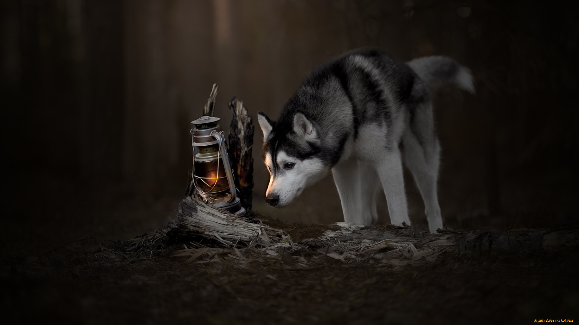 животные, собаки, любопытство, хаски, лампа