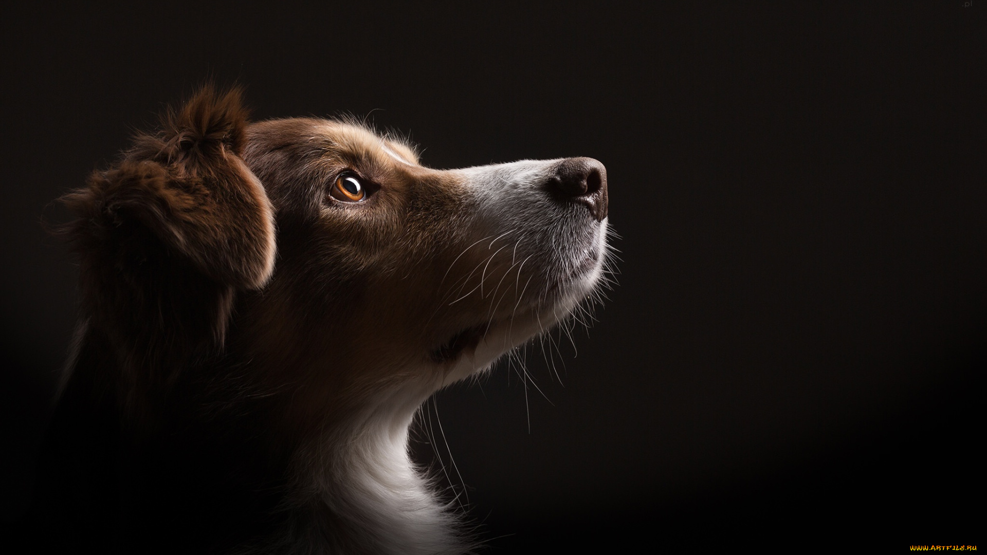 животные, собаки, собака, взгляд, дом, фон