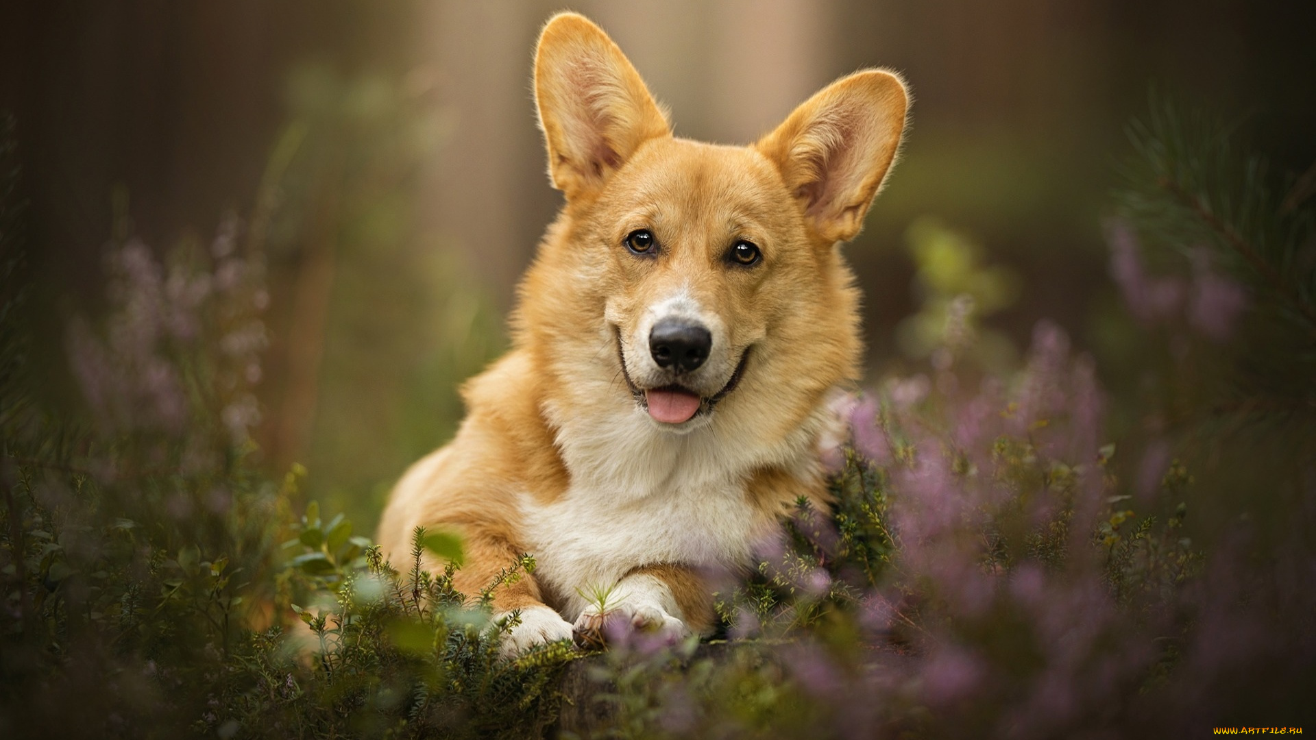 животные, собаки, язык, цветы, трава, собака, пес, велш-корг