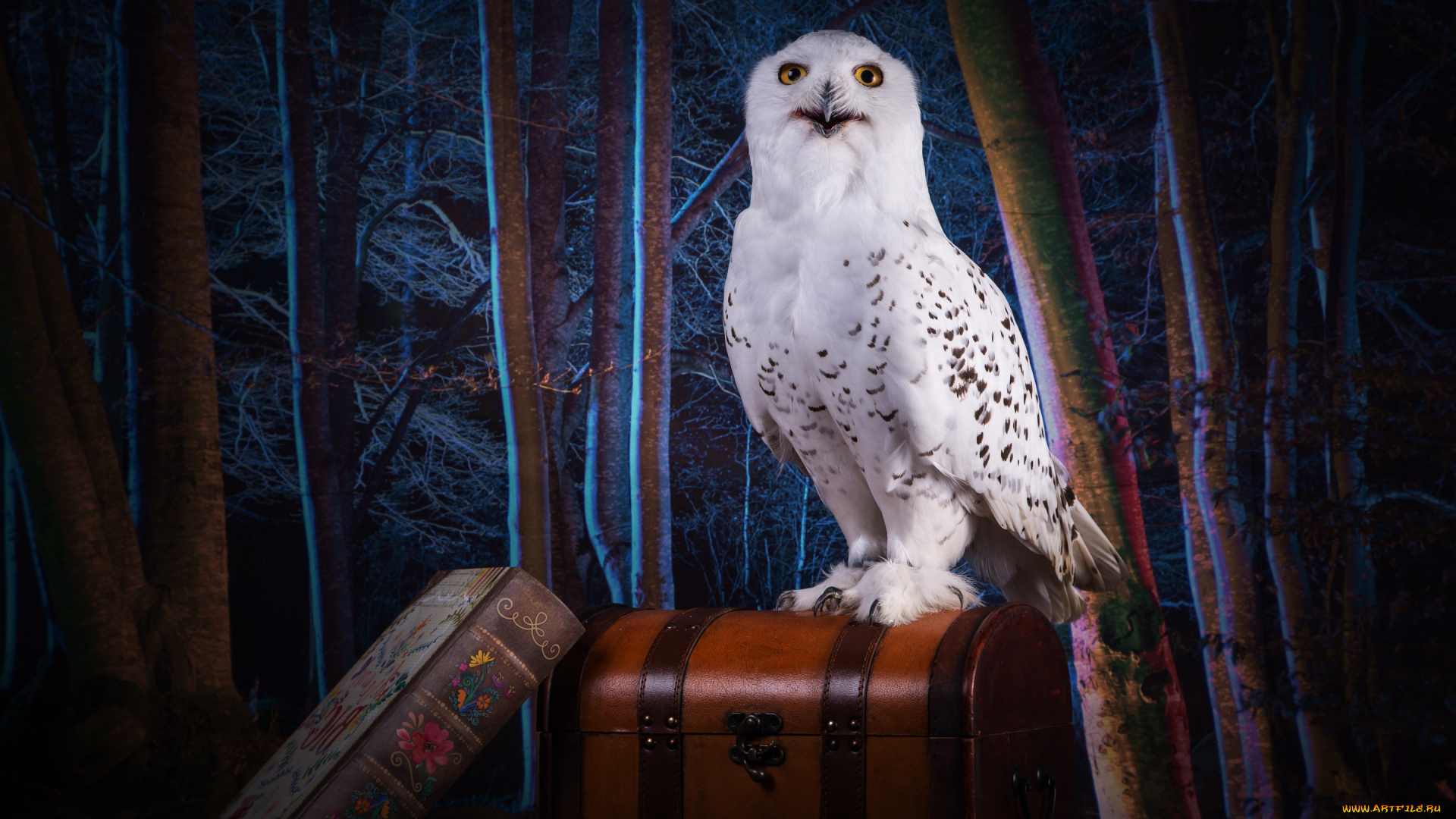 животные, совы, взгляд, полярная, магия, обработка, книга, чемодан, сундук, фотошоп, ночь, белая, лес, сова, темнота, деревья, коллаж, тема, птица, хогвардс
