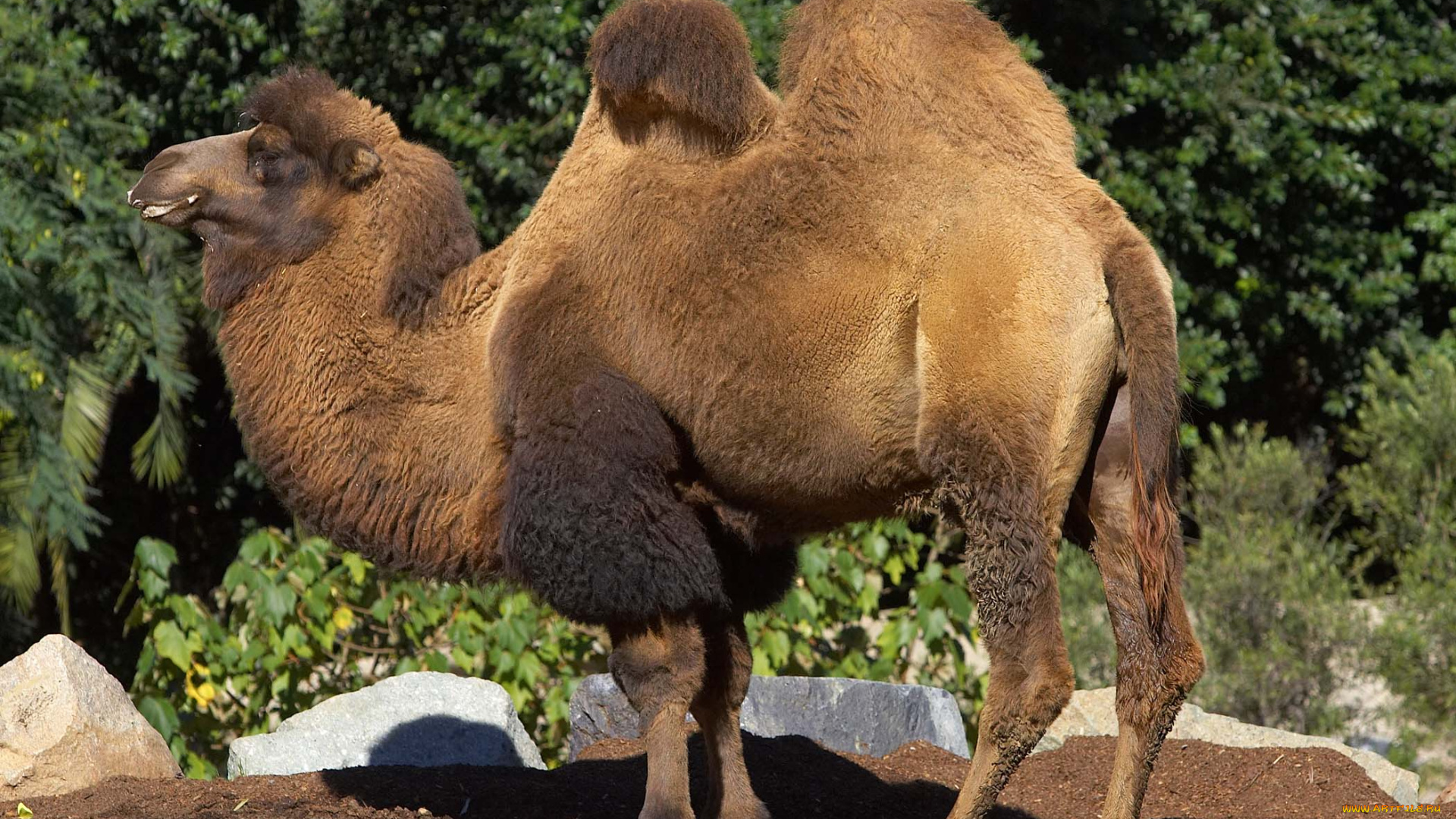животные, верблюды, деревья, двугорбый, верблюд