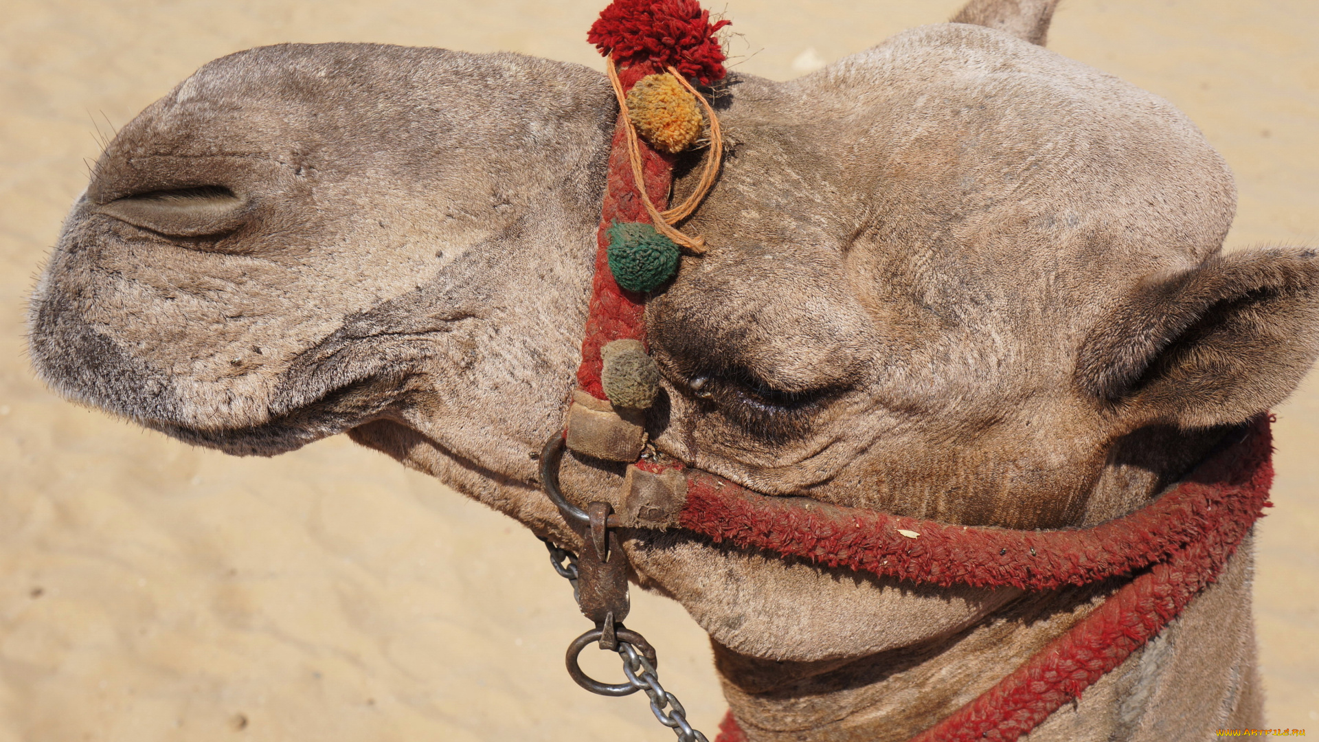 животные, верблюды, голова, верблюд, уздечка