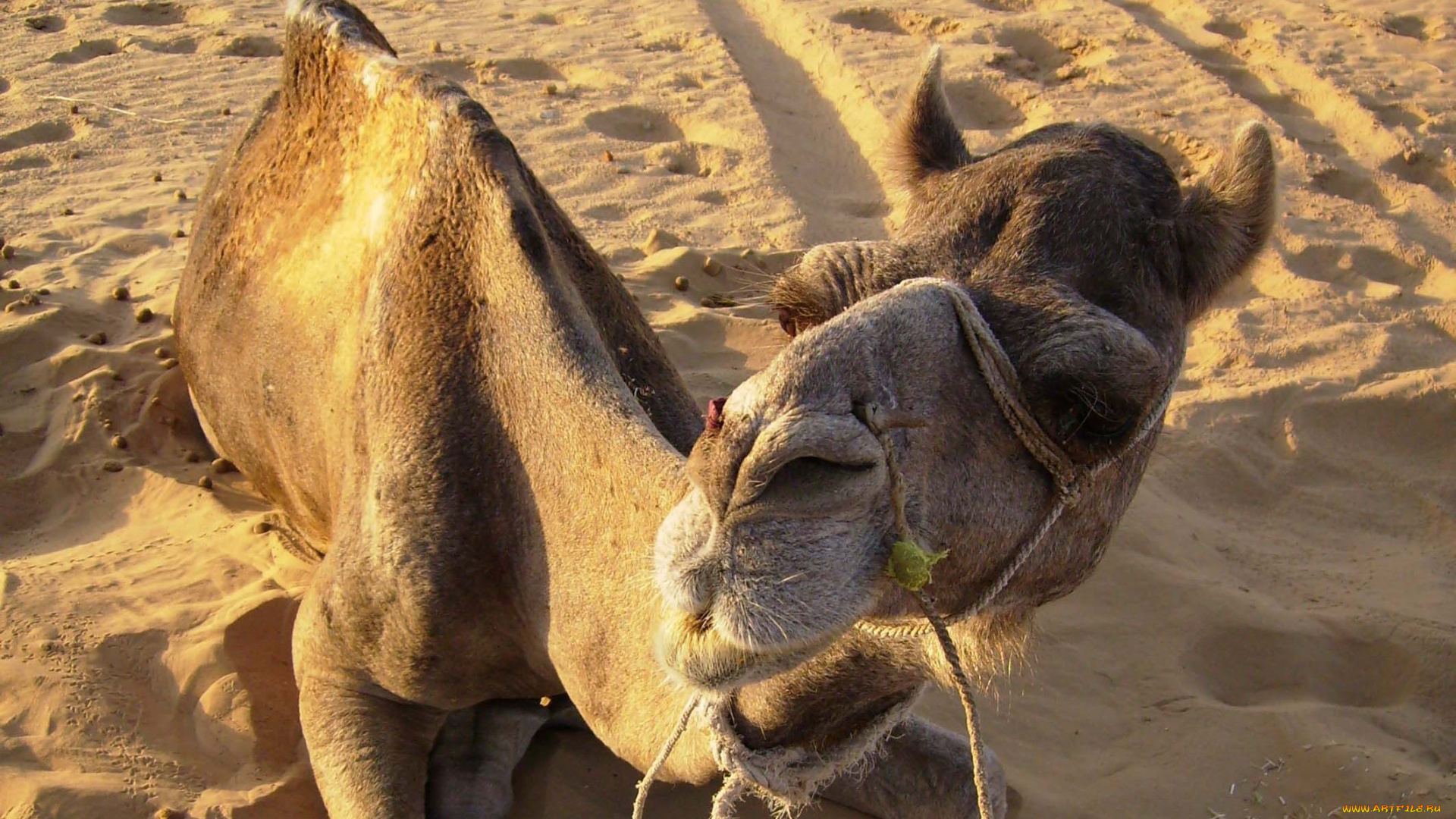 животные, верблюды, следы, песок, верблюд