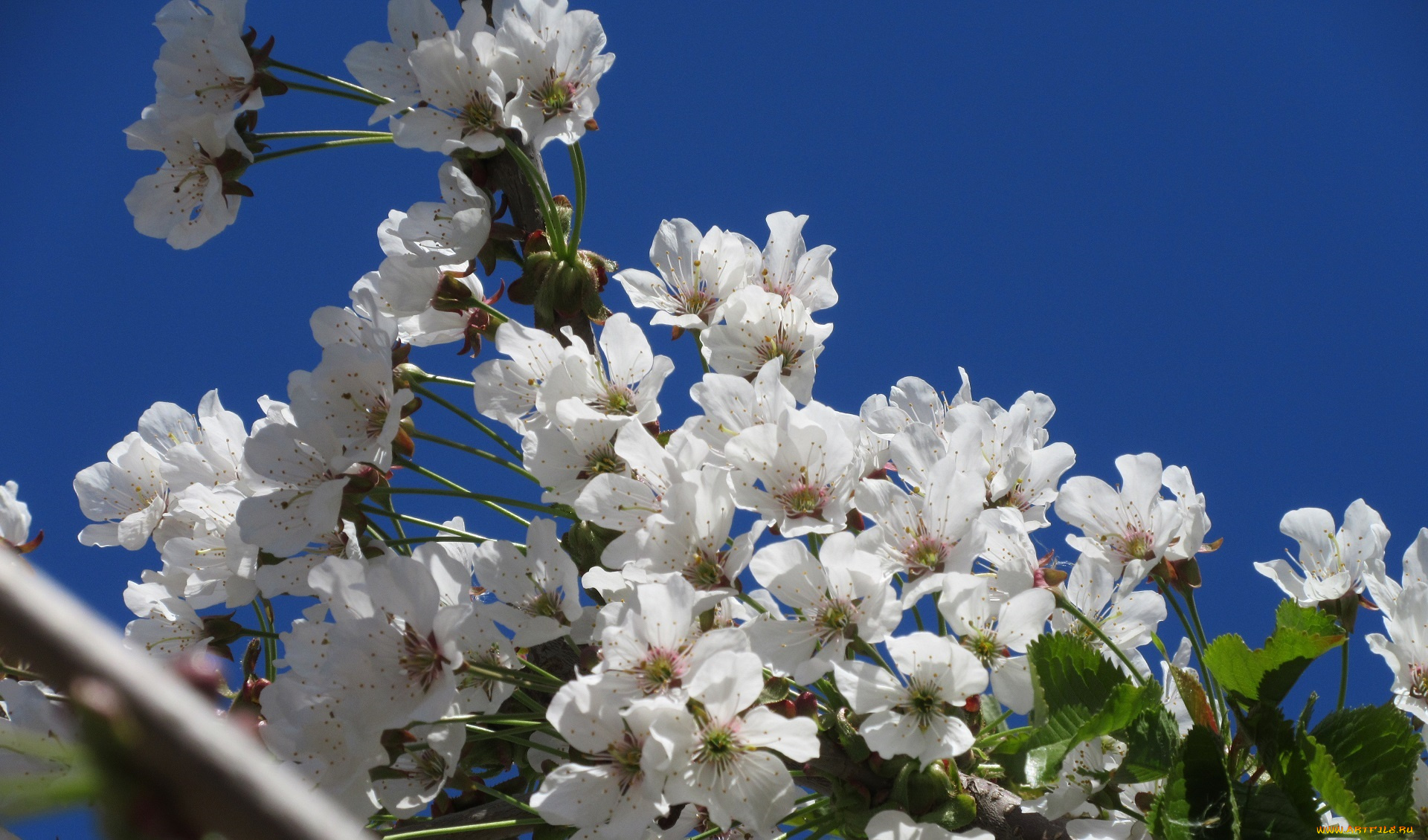 цветы, цветущие, деревья, , , кустарники, весна, 2018