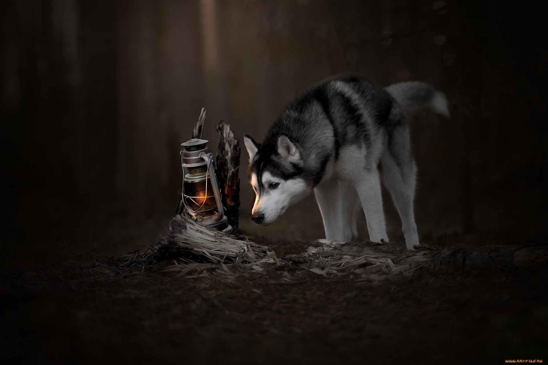 животные, собаки, любопытство, хаски, лампа