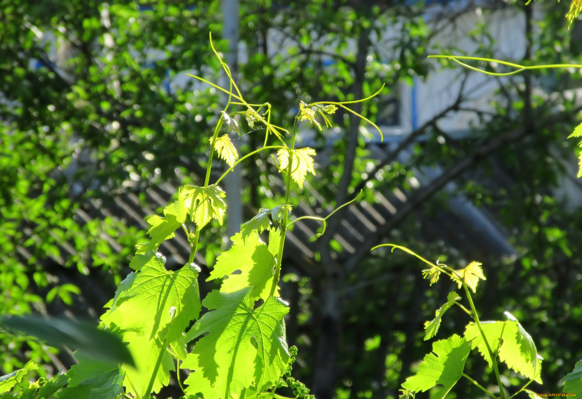 природа, листья, весна, 2018