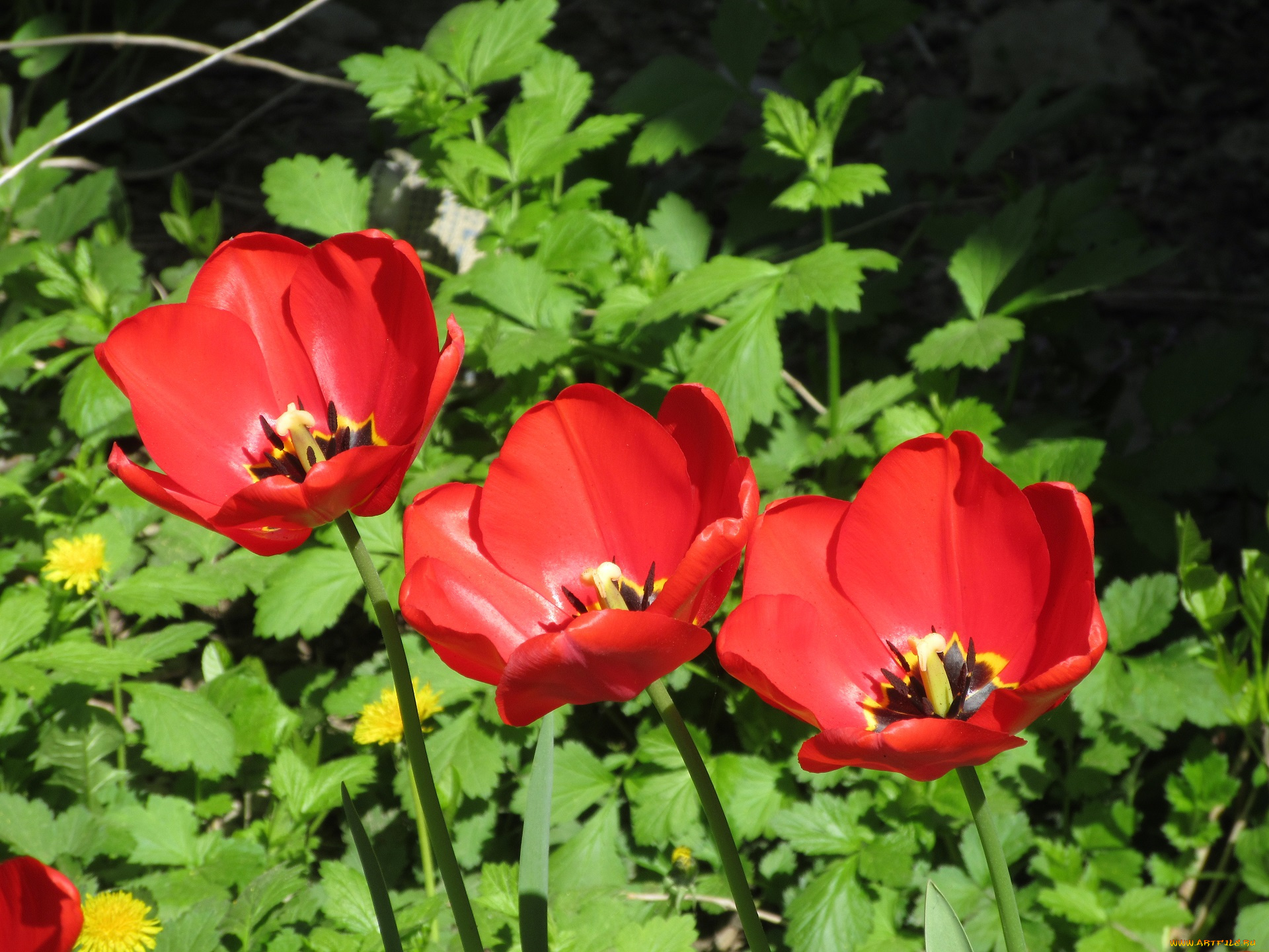 цветы, тюльпаны, весна, 2018