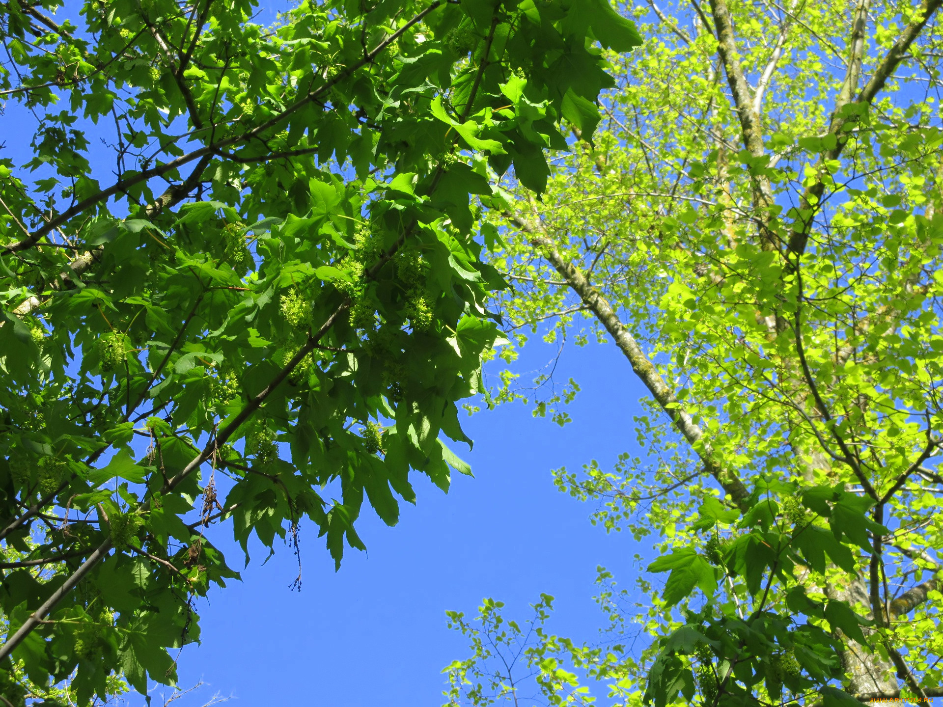 природа, деревья, весна, 2018