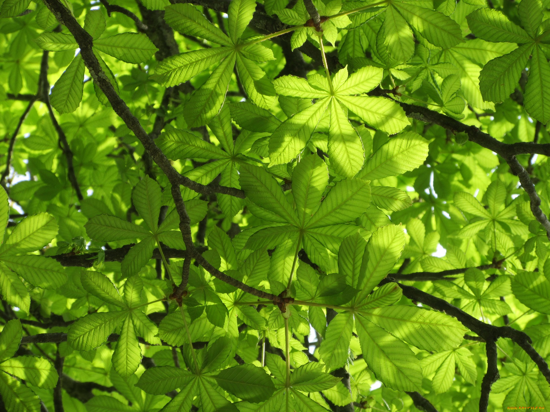 природа, листья, весна, 2018
