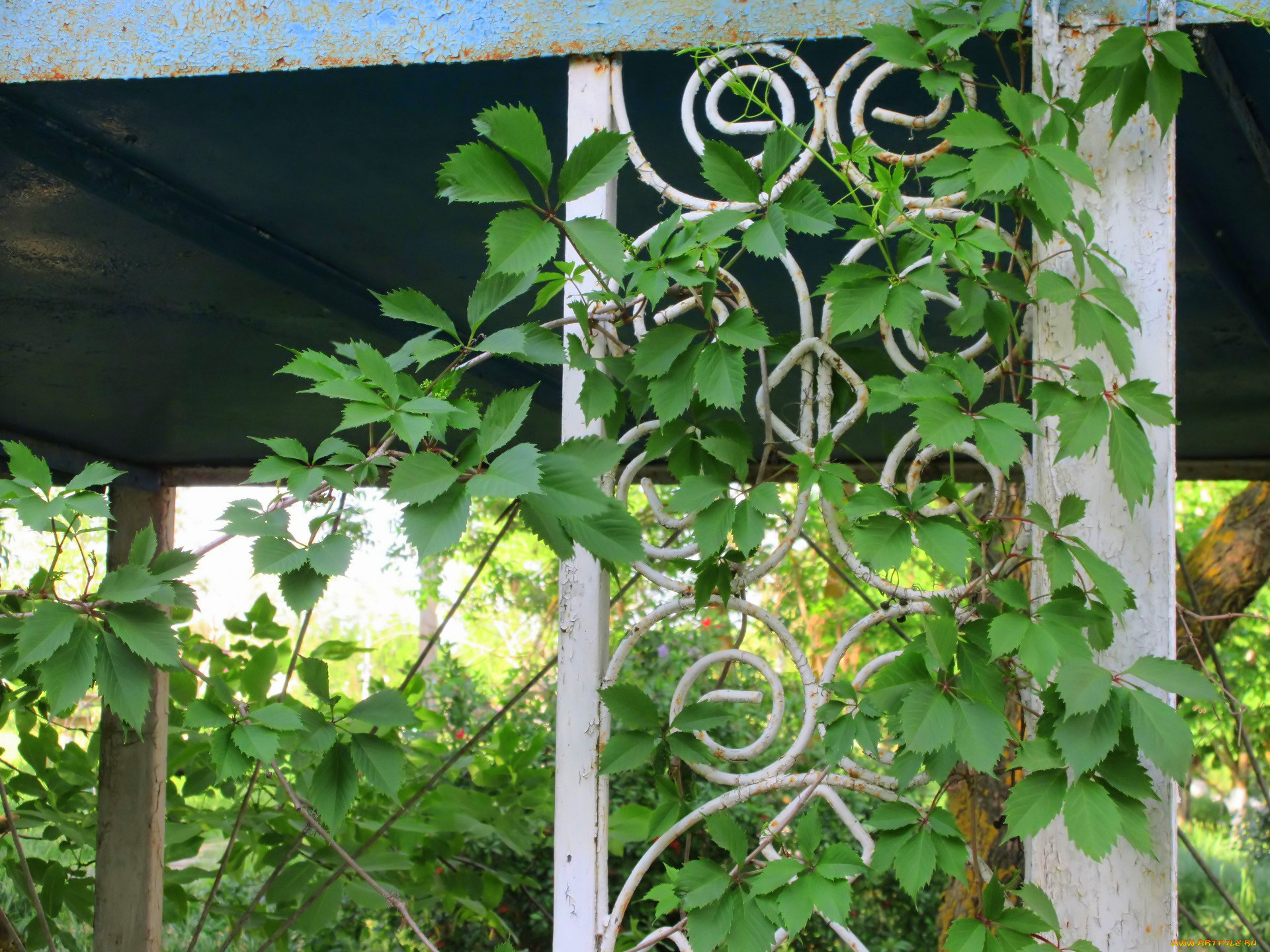 природа, листья, весна, 2018