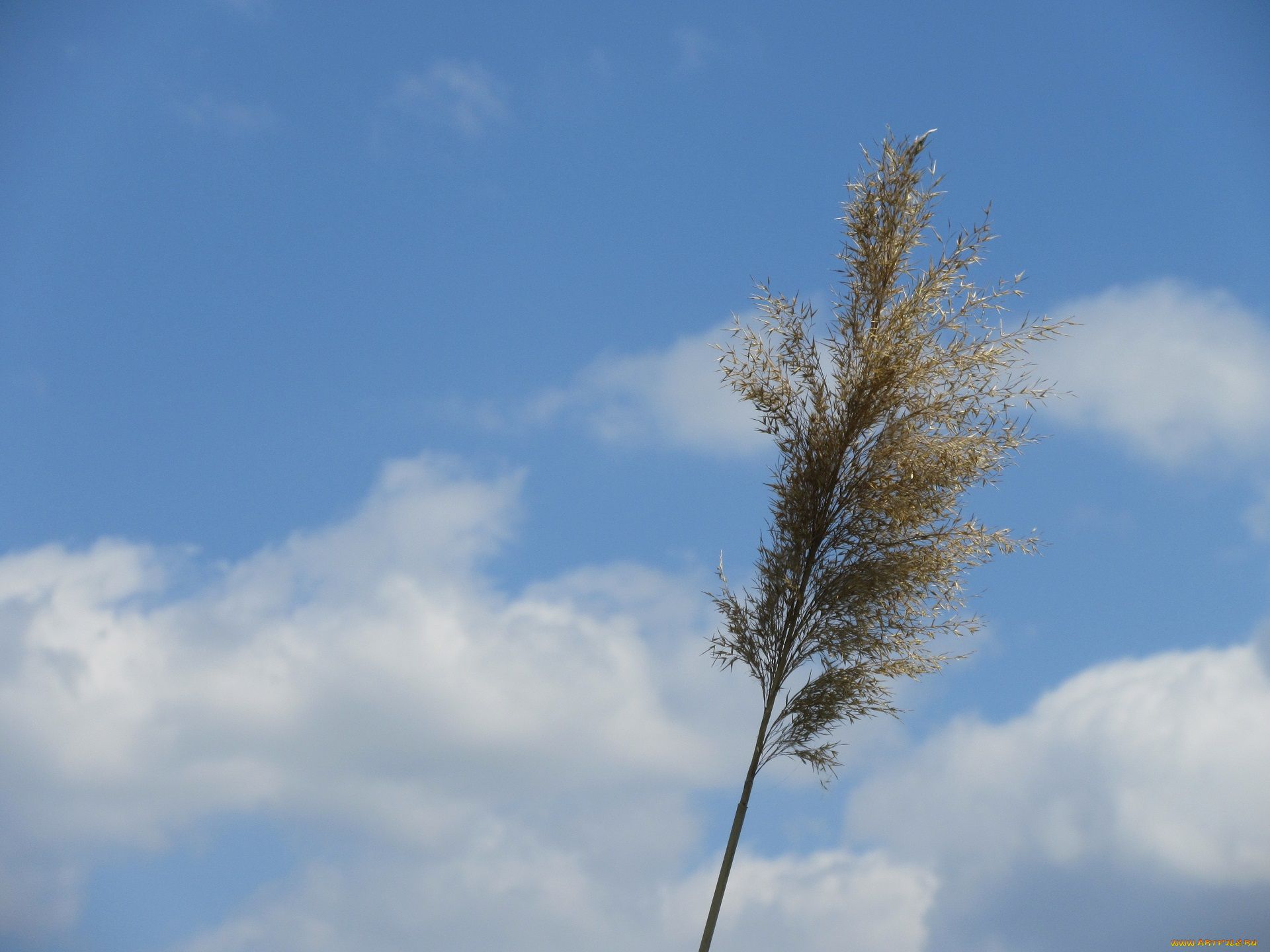 природа, макро, весна, 2018