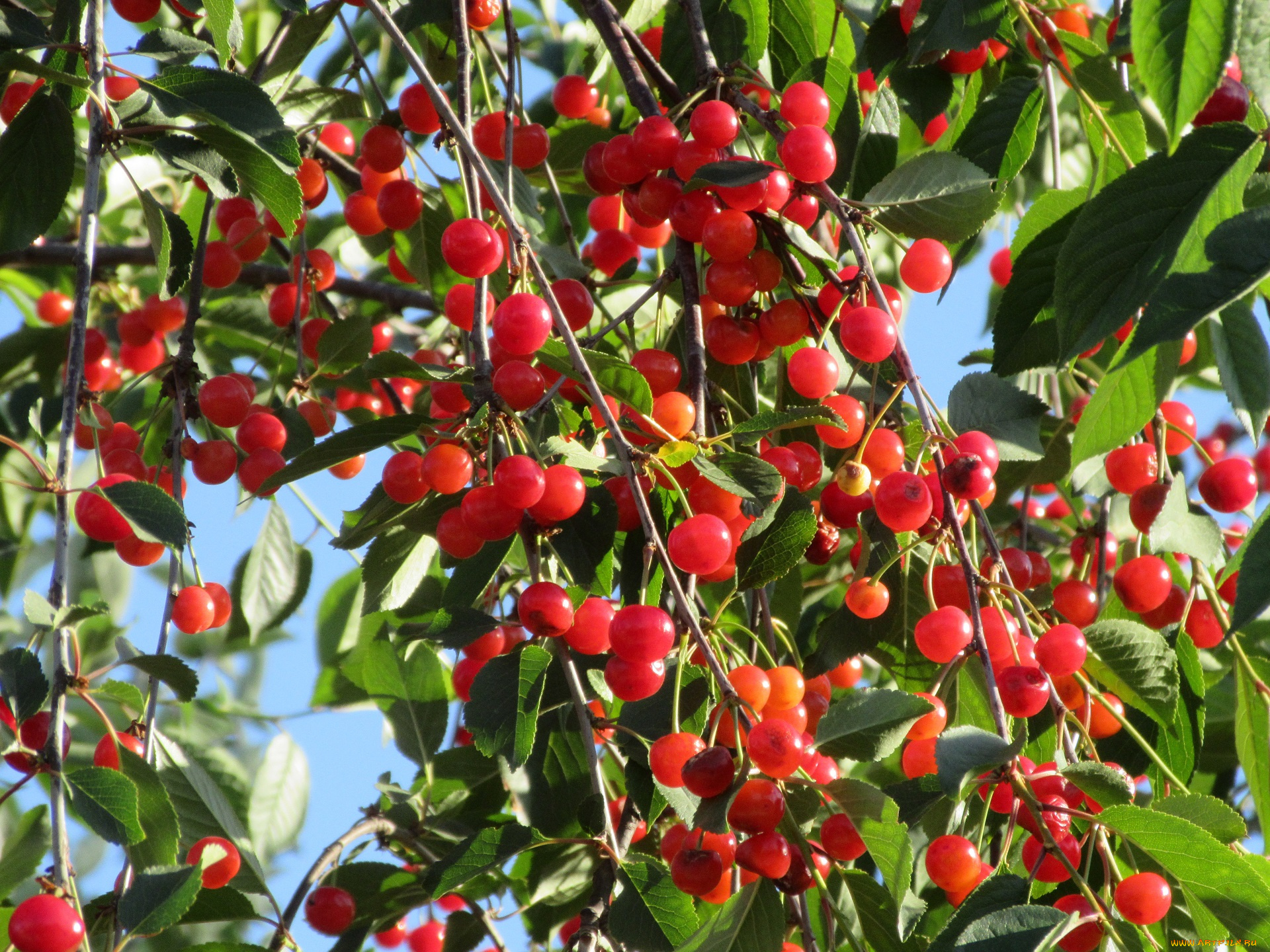 природа, Ягоды, лето, 2018