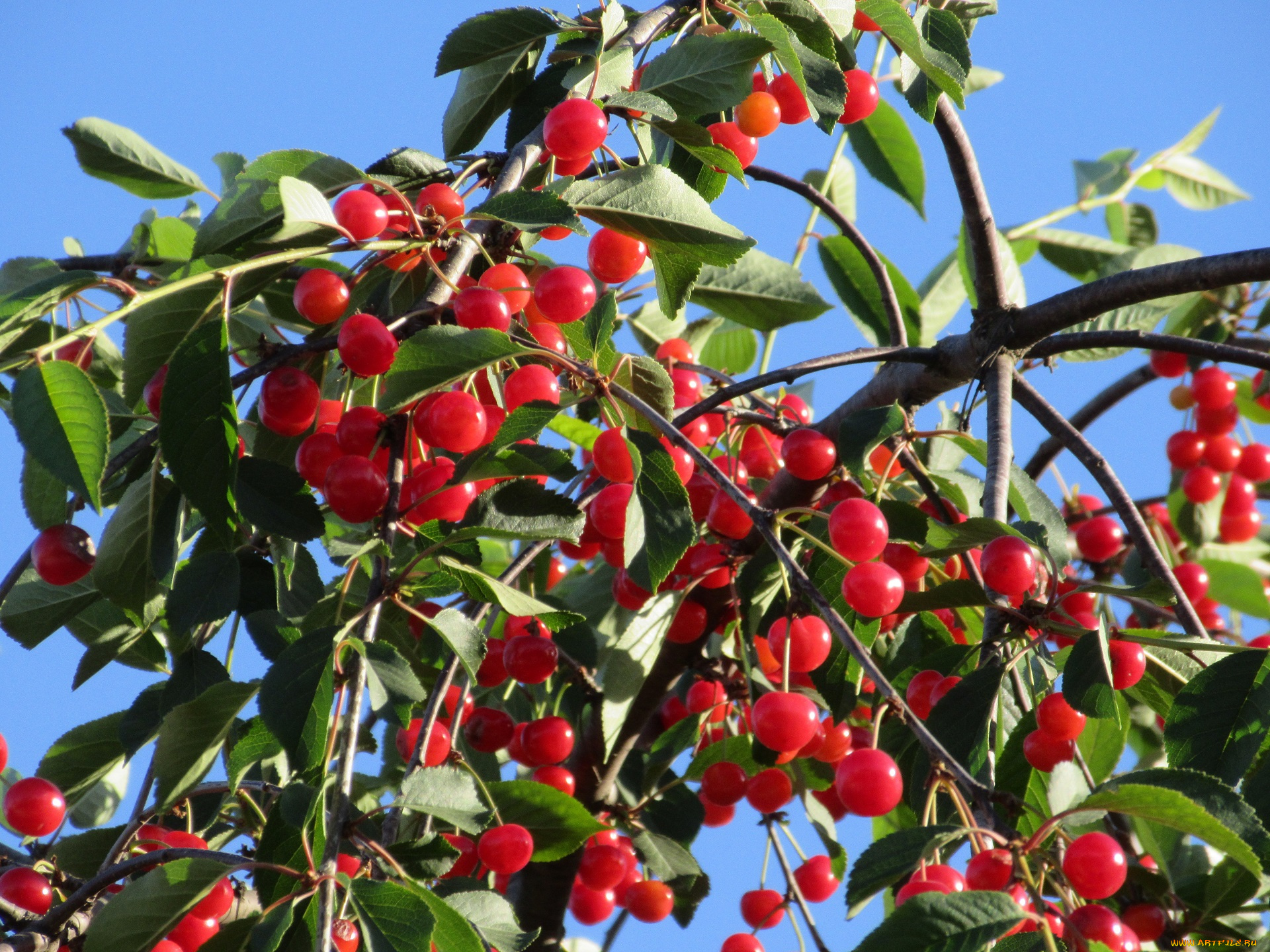 природа, Ягоды, лето, 2018