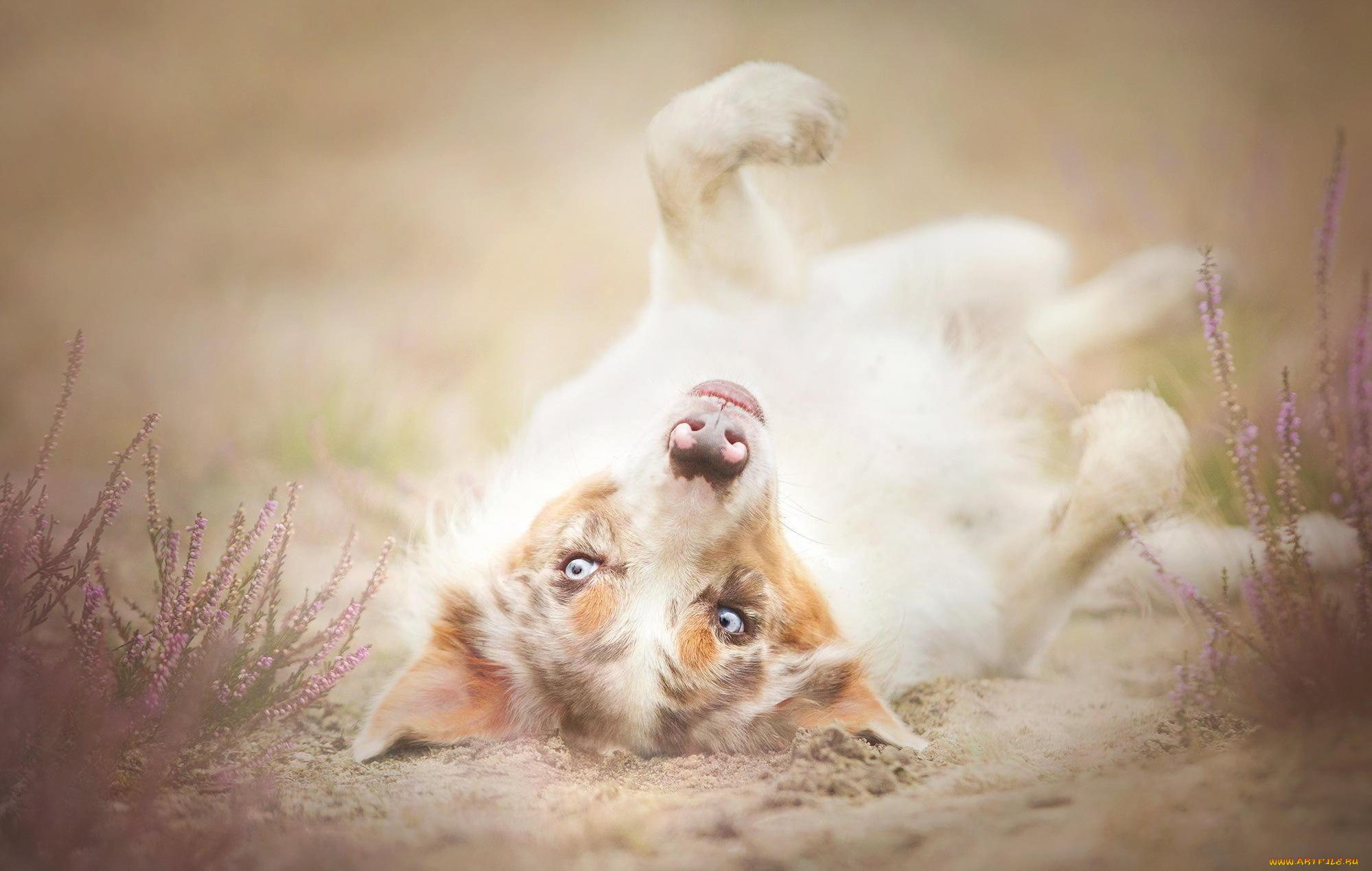 животные, собаки, лаванда, туман, собака