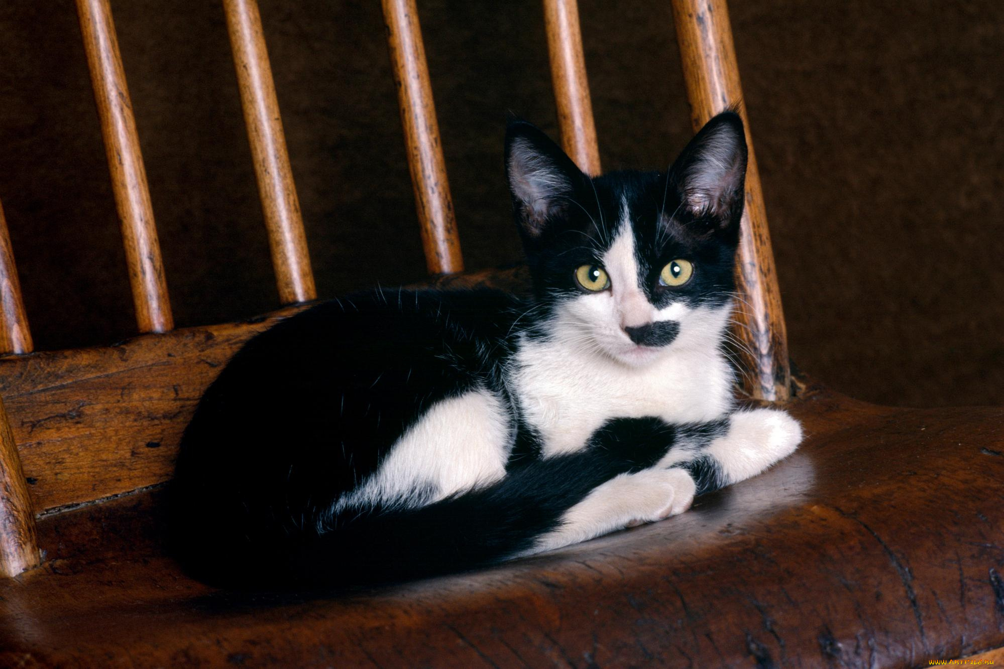 животные, коты, ступени, кот, кошка