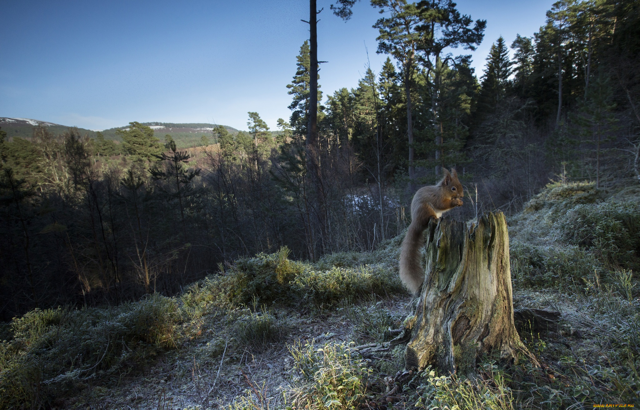 животные, белки, хвост, белка, лес, пень