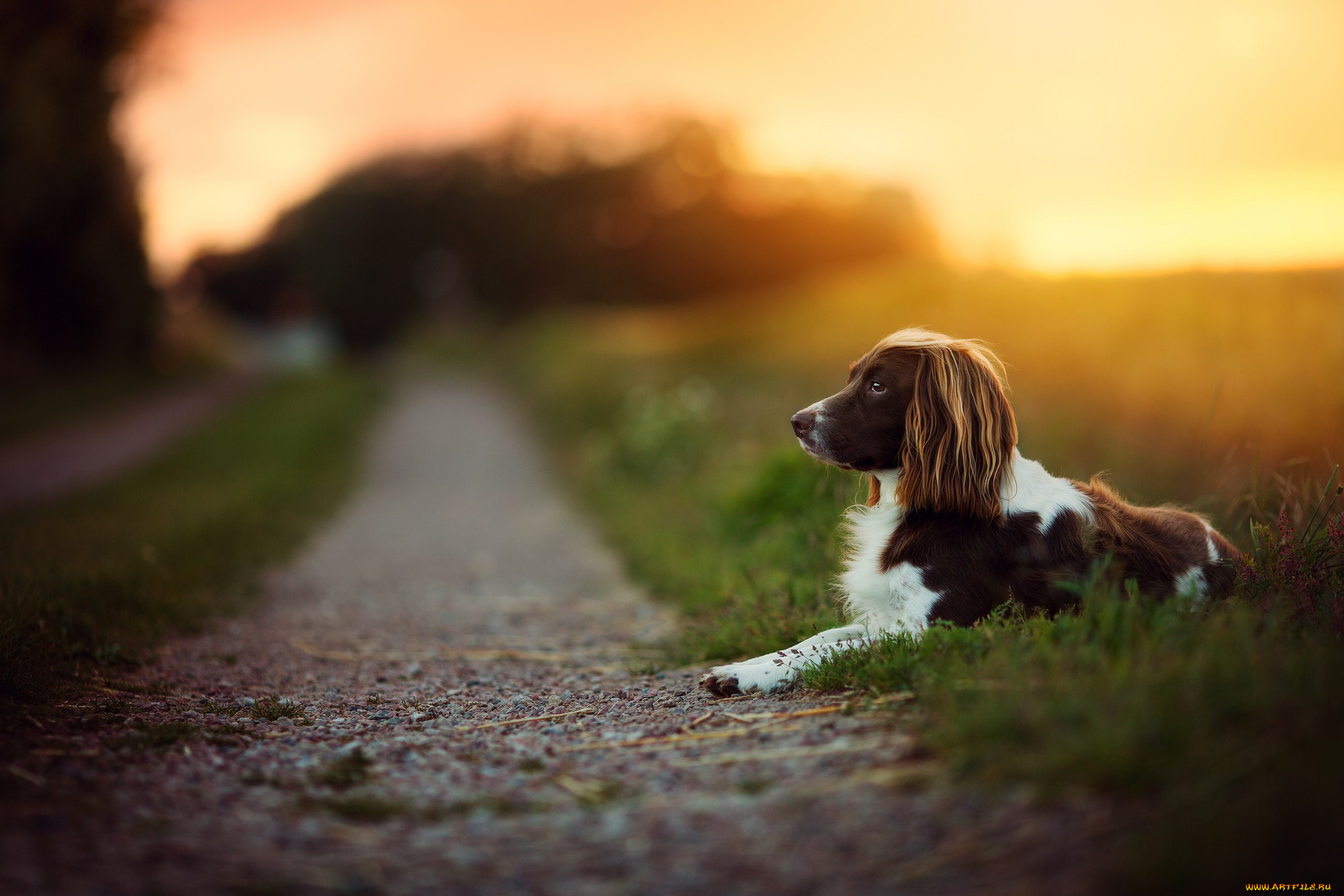 собака, животные, собаки