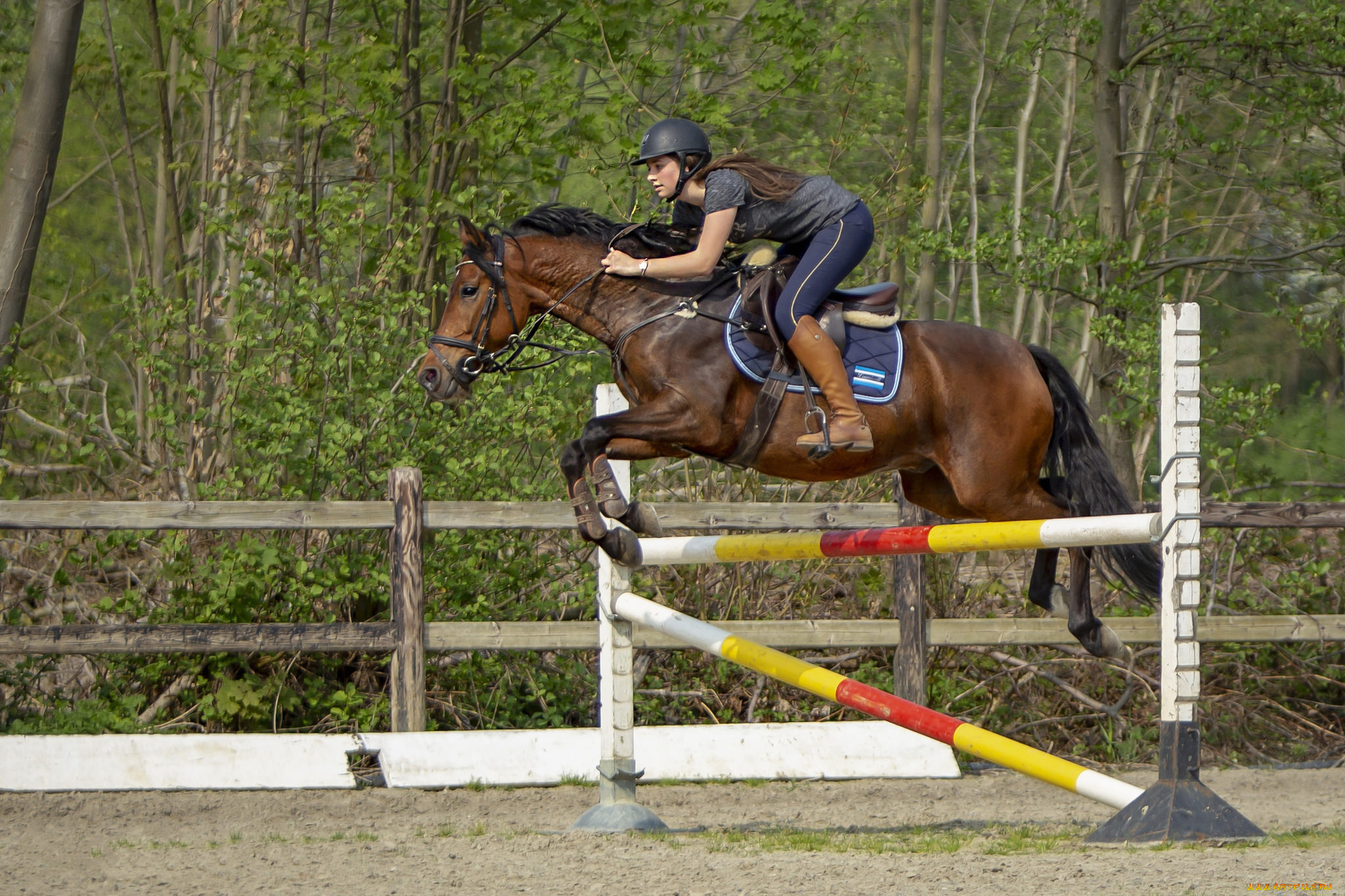 спорт, конный, спорт, всадница