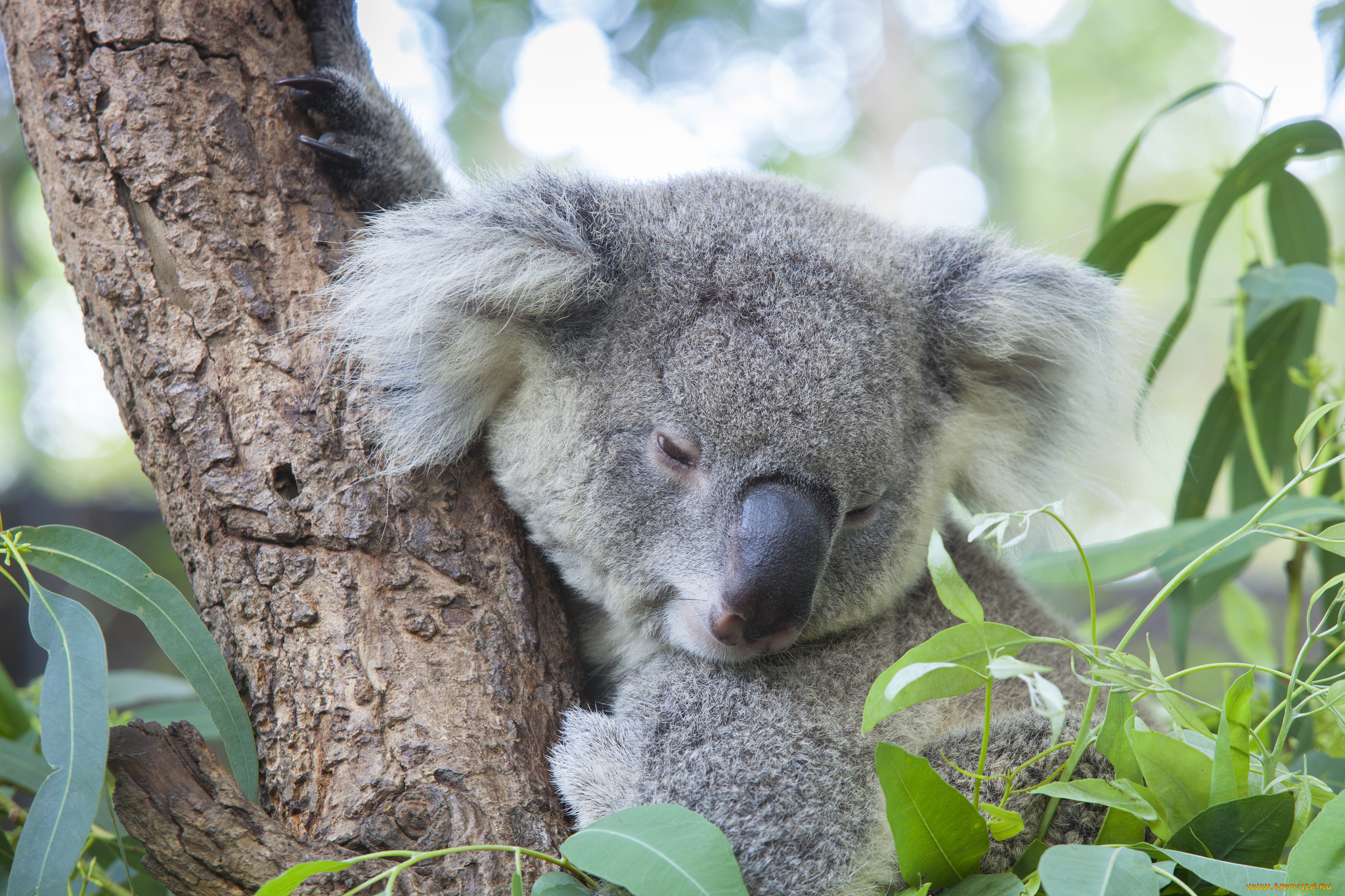животные, коалы, медвежонок