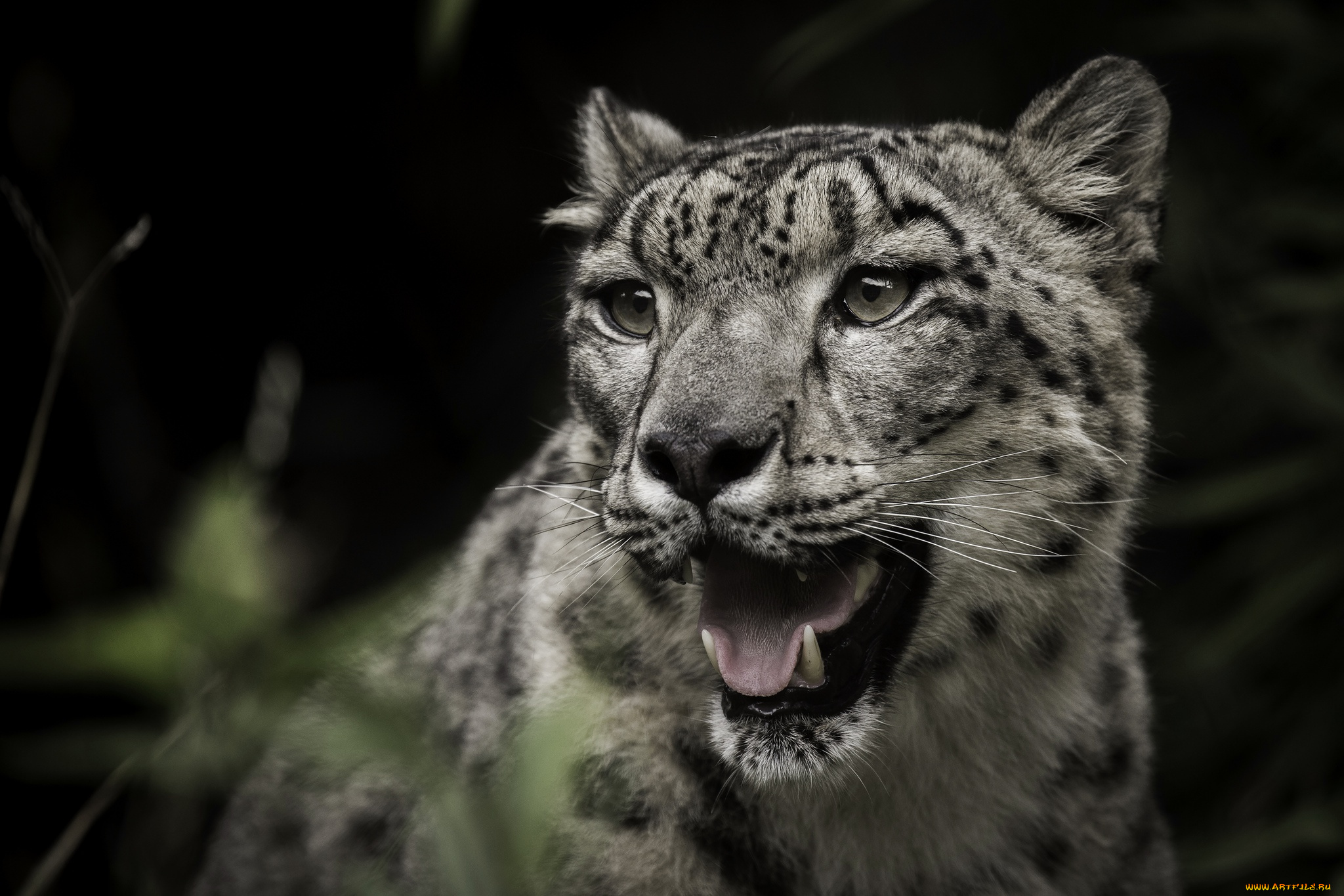 животные, снежный, барс, , ирбис, хищник, снежный, барс