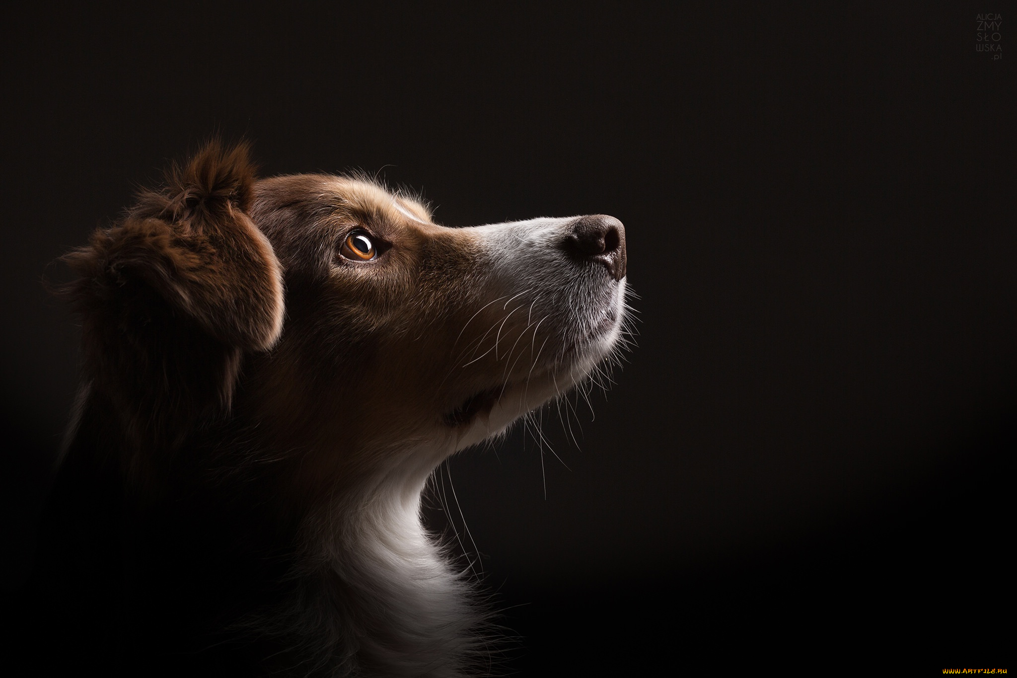 животные, собаки, собака, взгляд, дом, фон