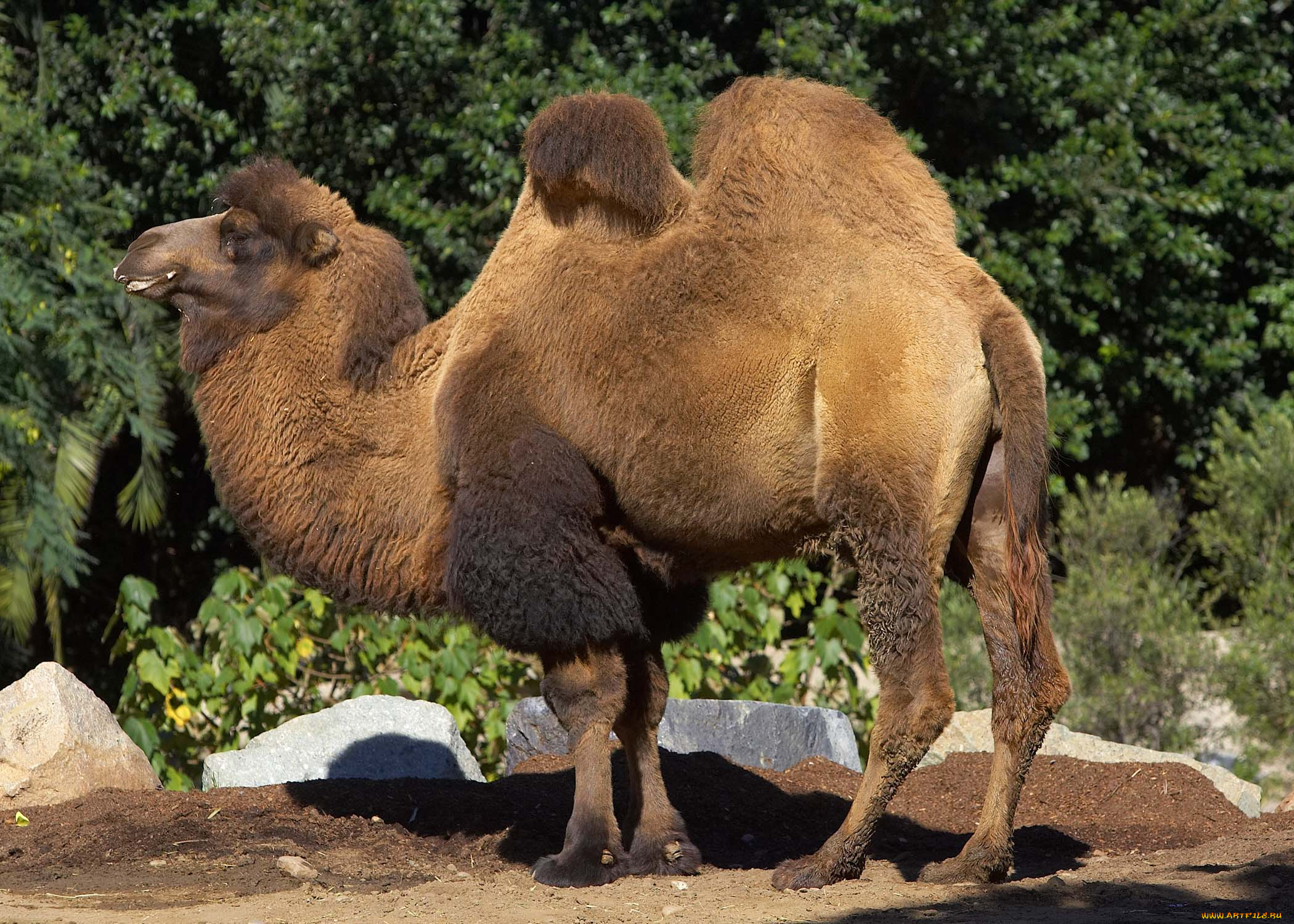 животные, верблюды, деревья, двугорбый, верблюд
