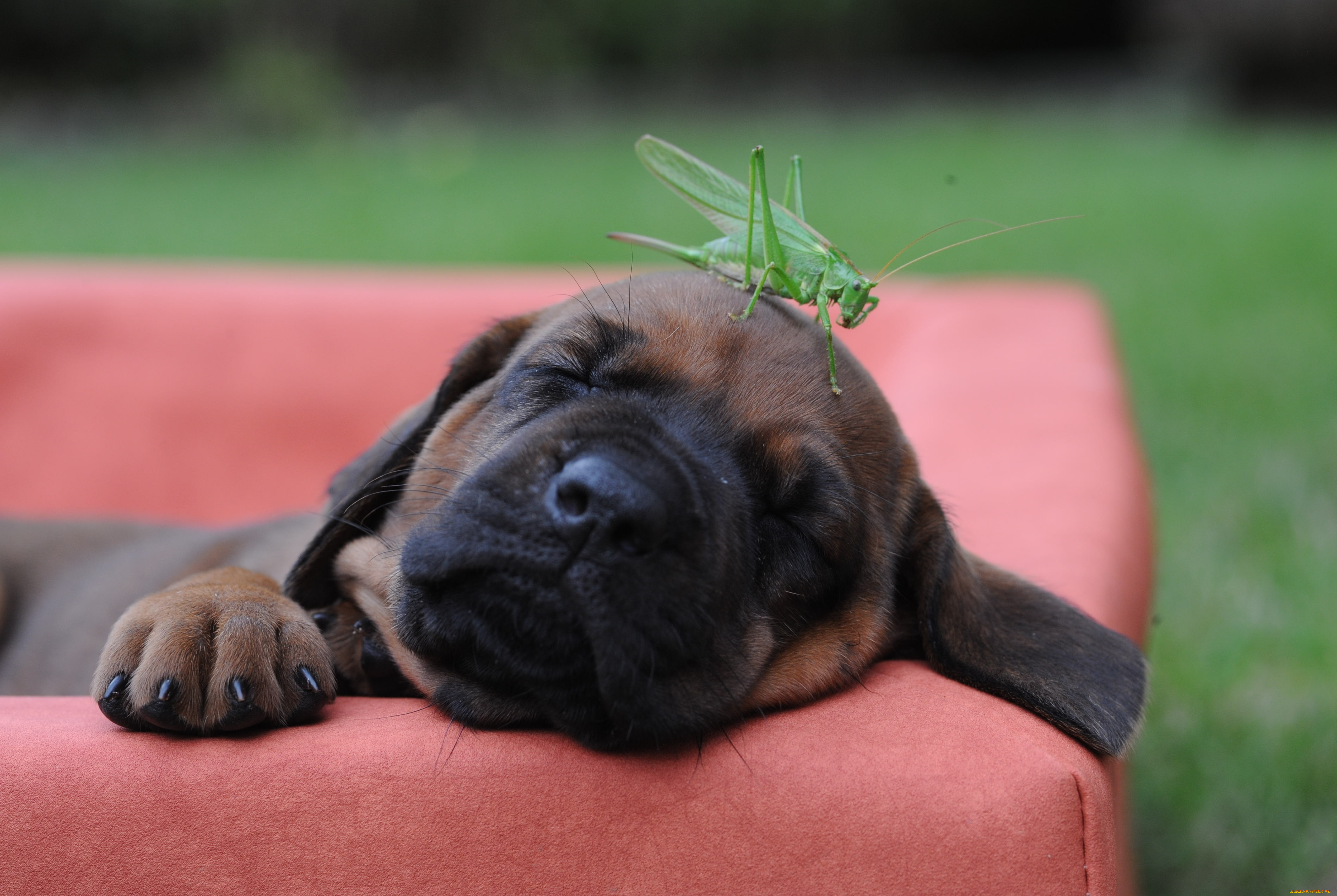 животные, разные, вместе, щенок, бульмастиф, сон, кузнечик, кресло