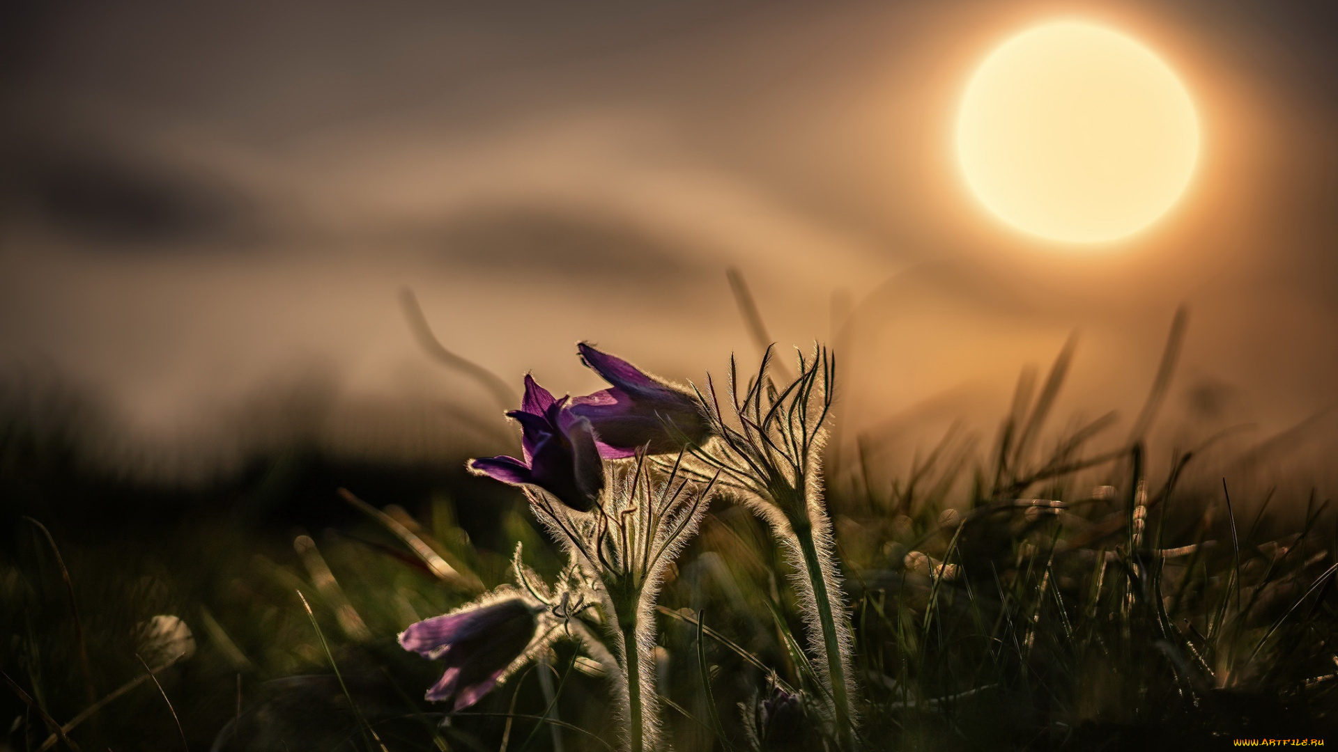 цветы, анемоны, , сон-трава, ночь