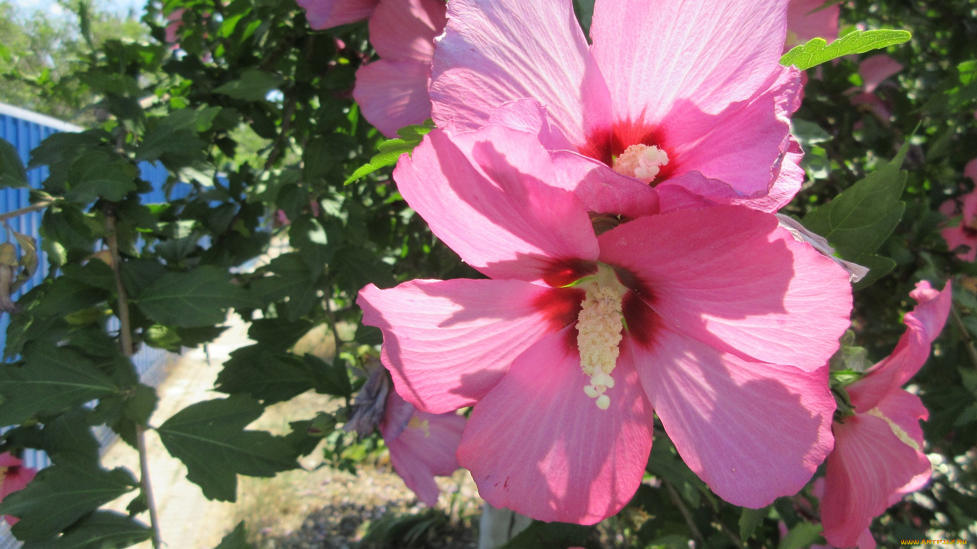 цветы, гибискусы, лето, 2018