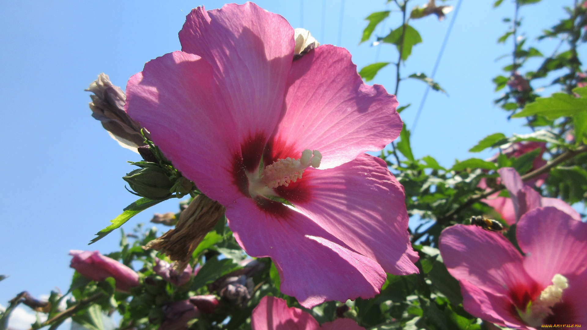 цветы, гибискусы, лето, 2018