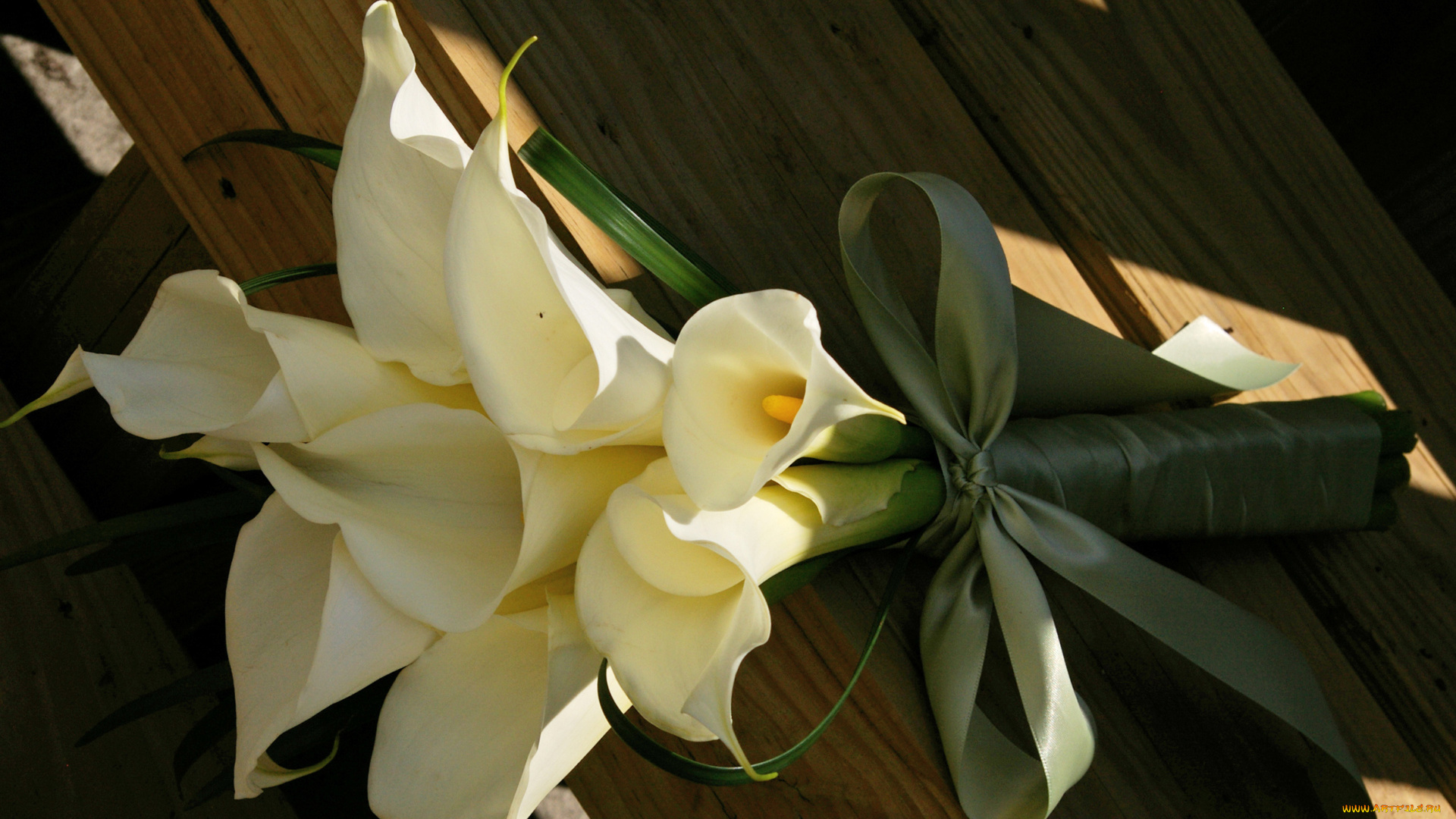 цветы, каллы, coffee