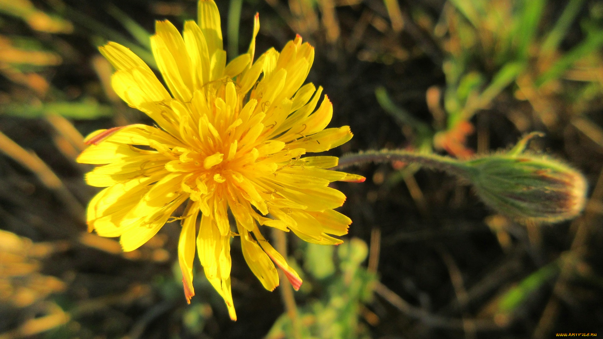 цветы, луговые, , полевые, , цветы, лето, 2018