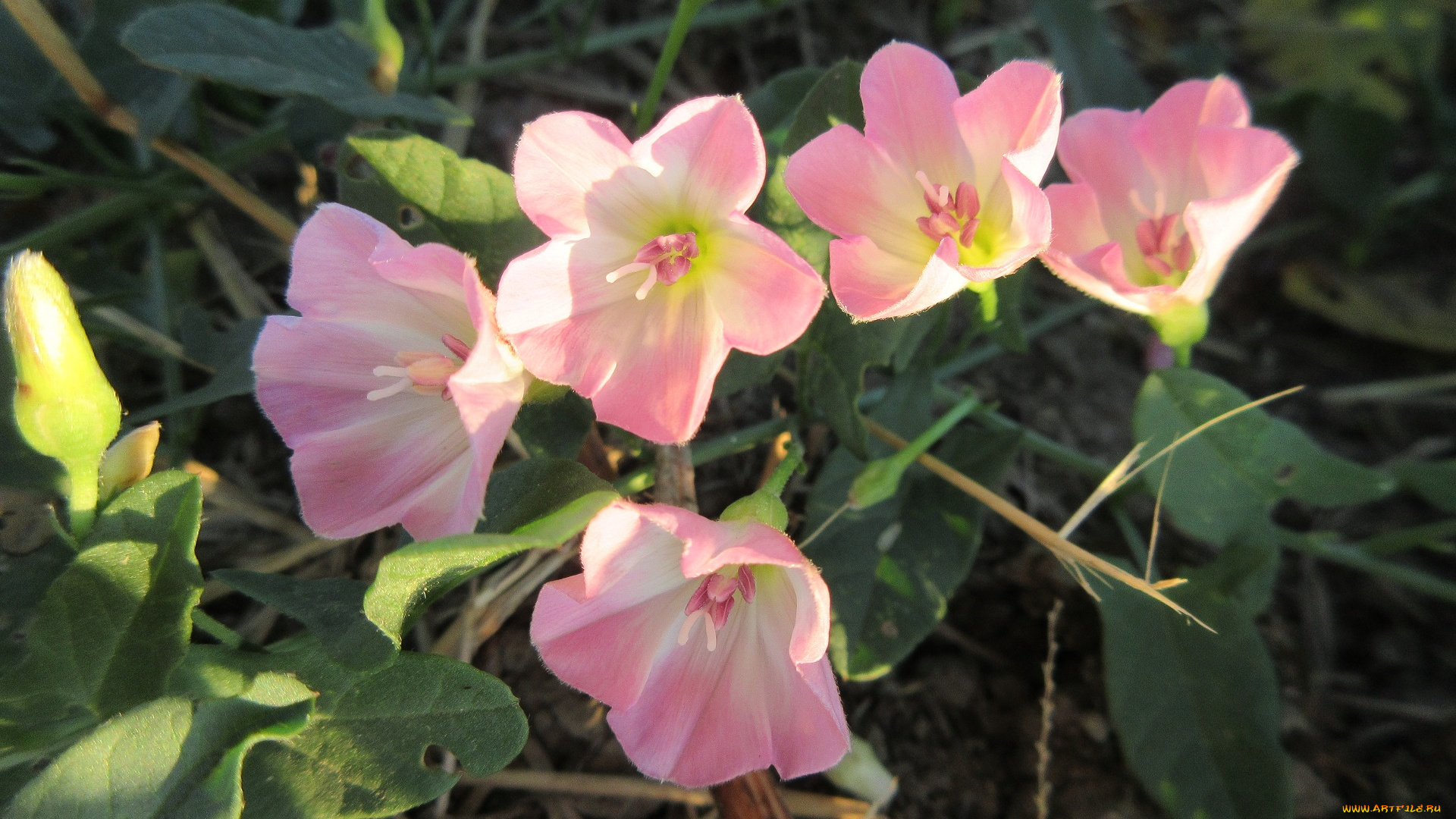 цветы, луговые, , полевые, , цветы, лето, 2018