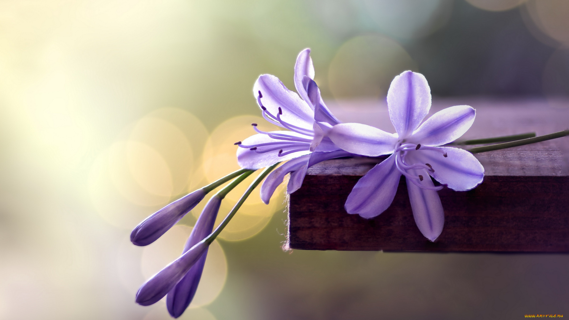 цветы, макро