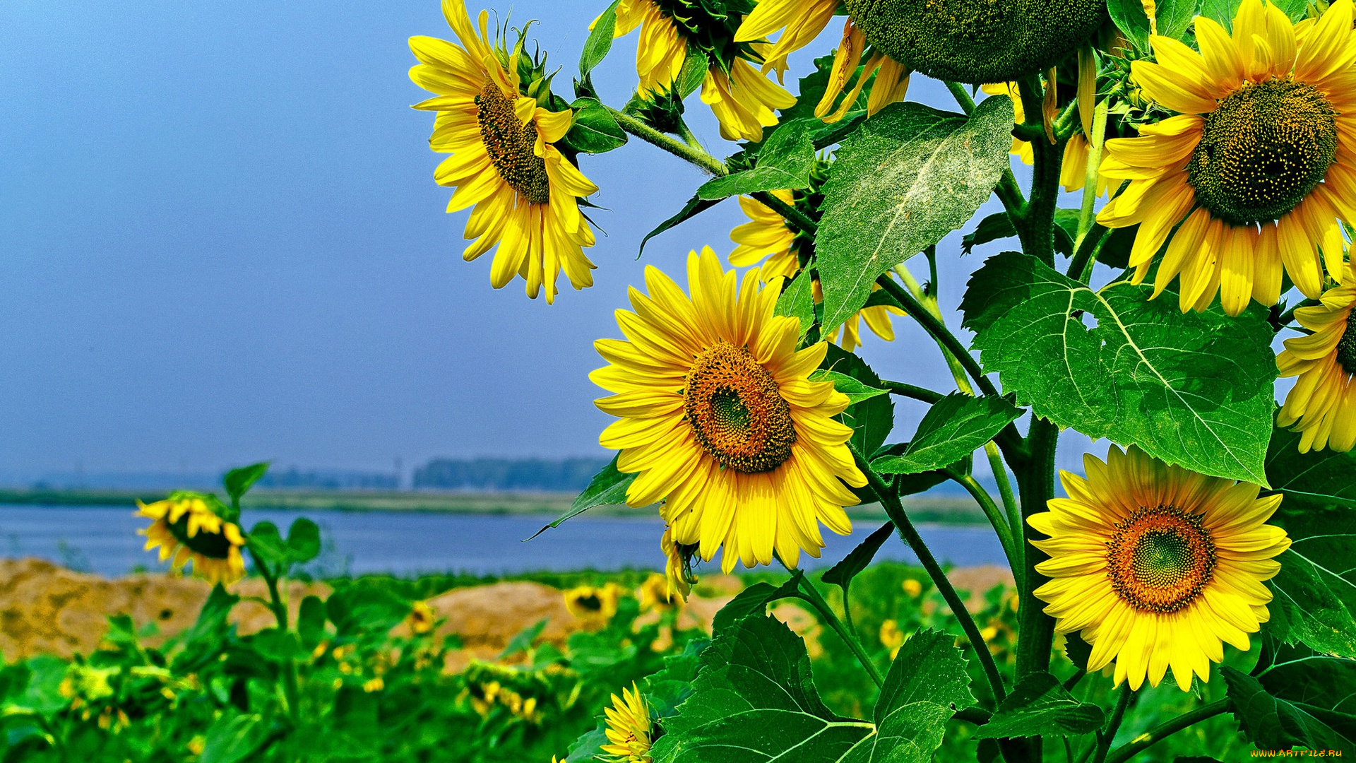 цветы, подсолнухи