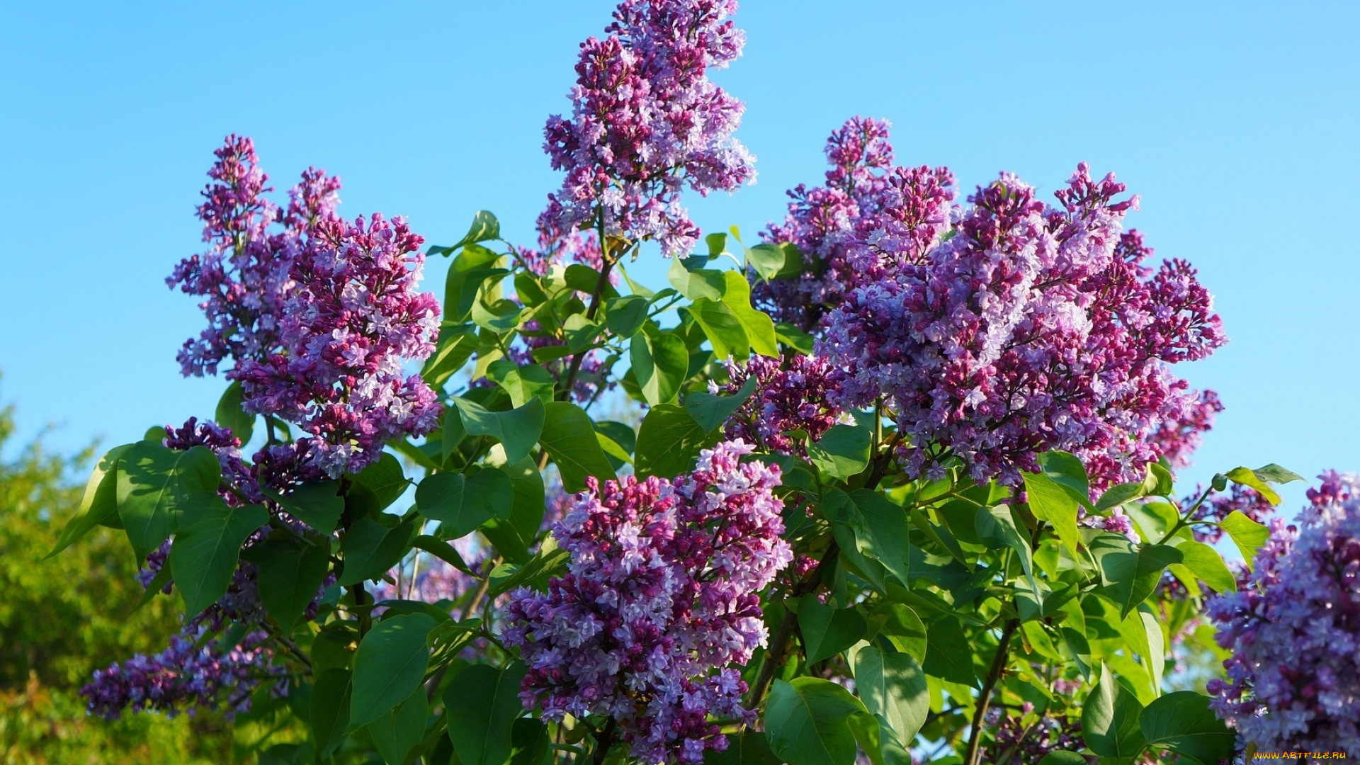 цветы, сирень