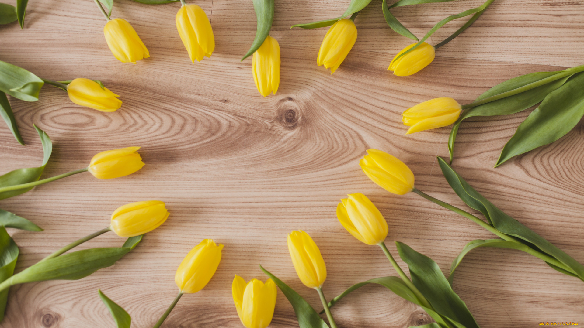 цветы, тюльпаны