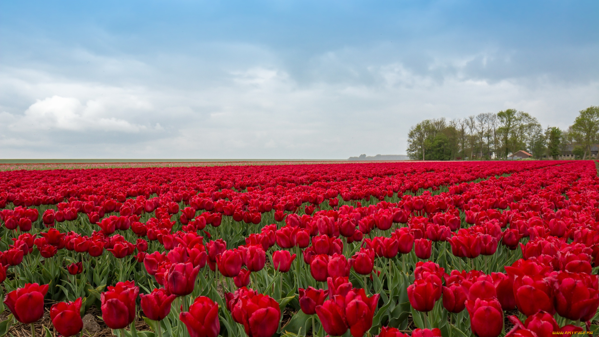 цветы, тюльпаны, маки