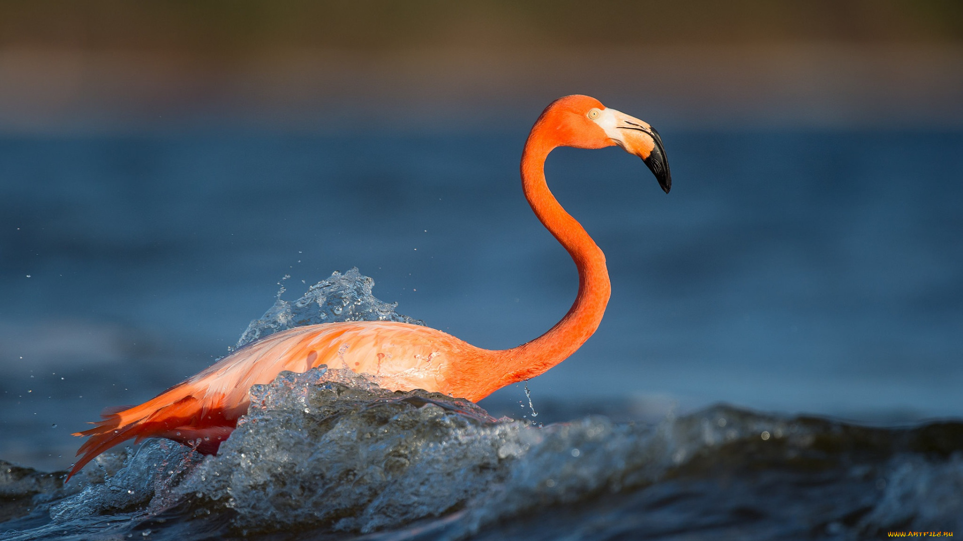 животные, фламинго, flamingo