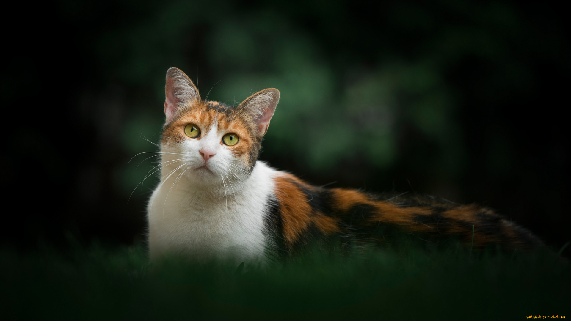 животные, коты, киска