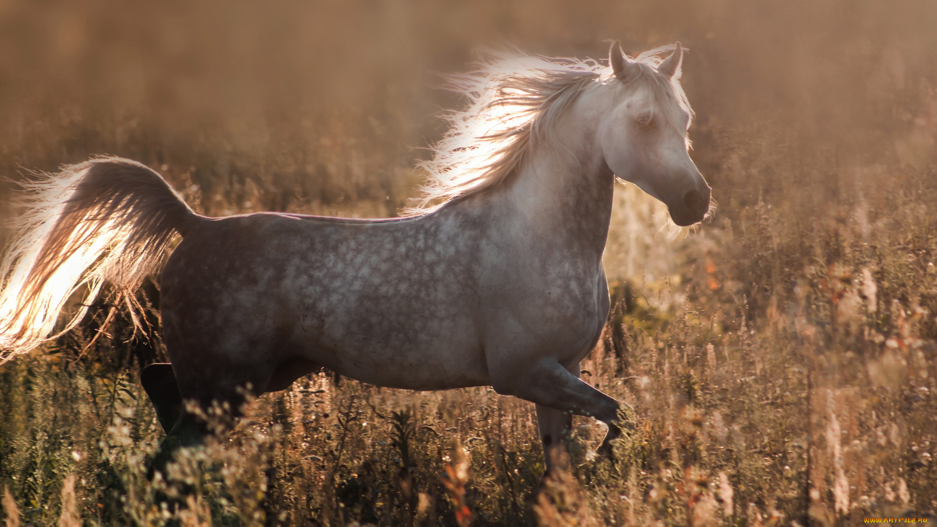 животные, лошади, конь