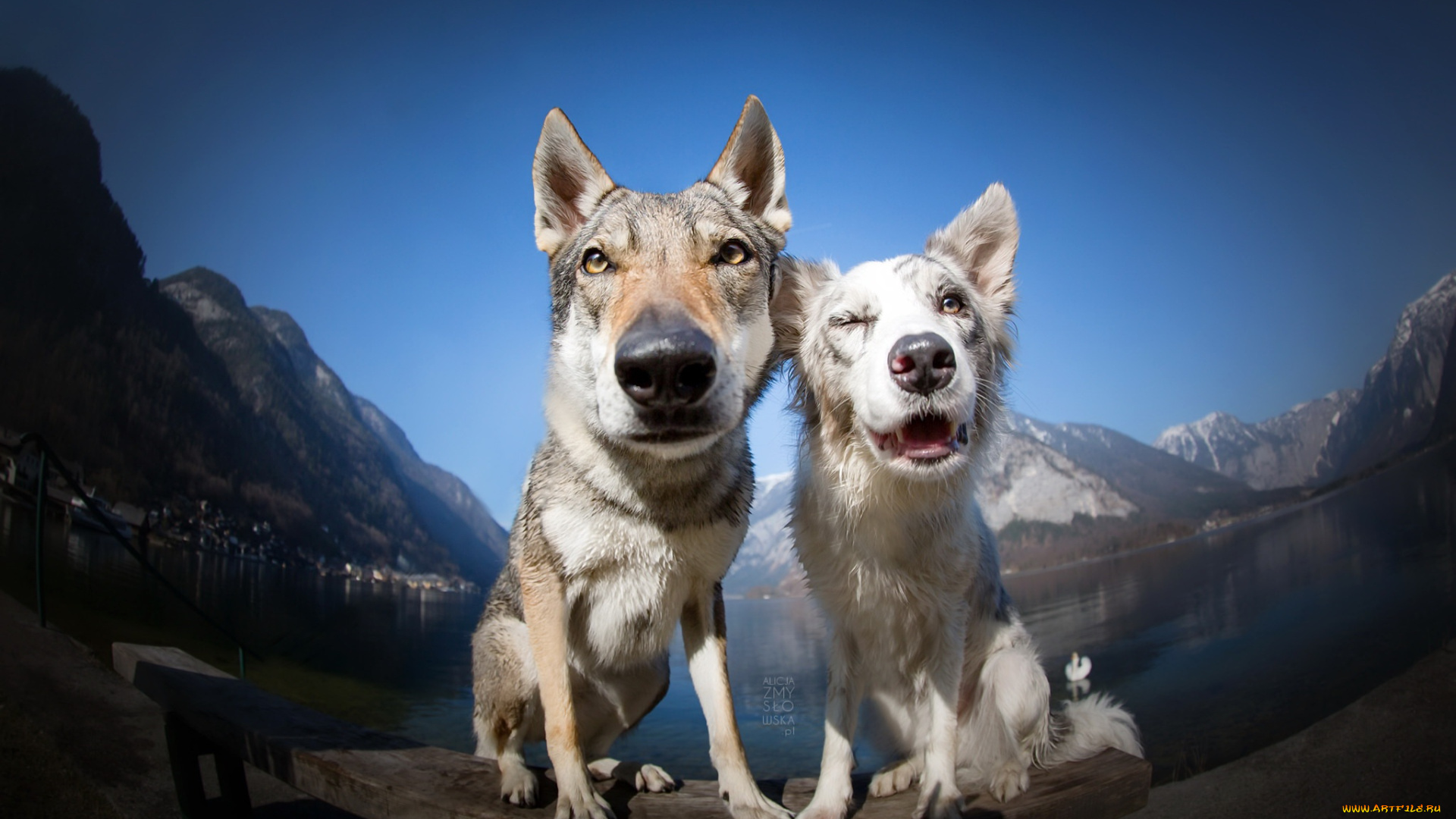 животные, собаки, друзья