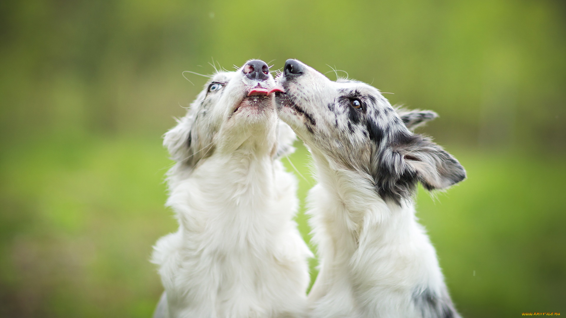 животные, собаки, друзья
