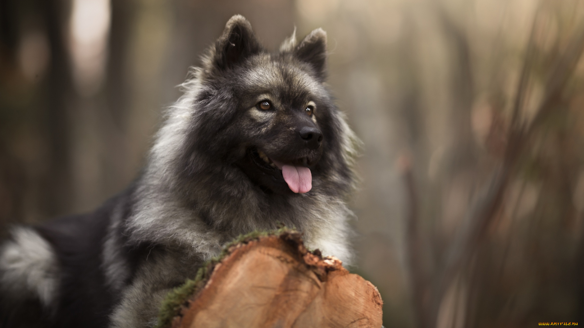 животные, собаки, евразиер