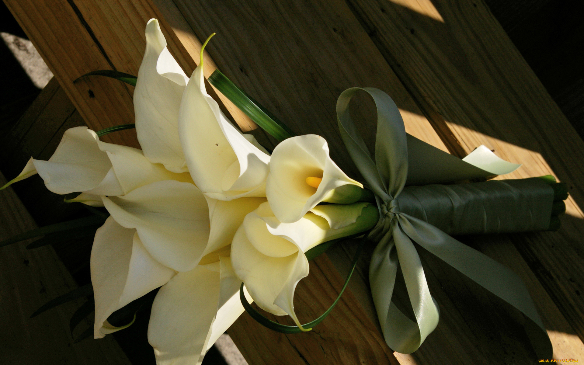 цветы, каллы, coffee