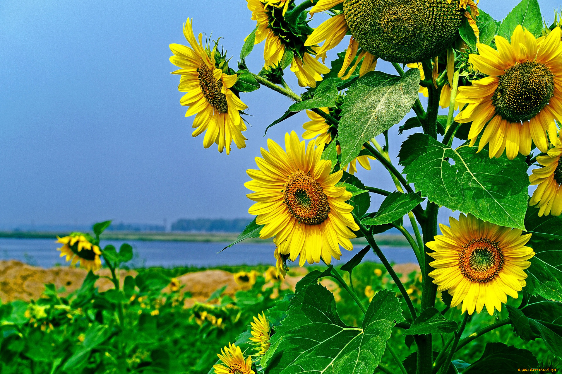 цветы, подсолнухи