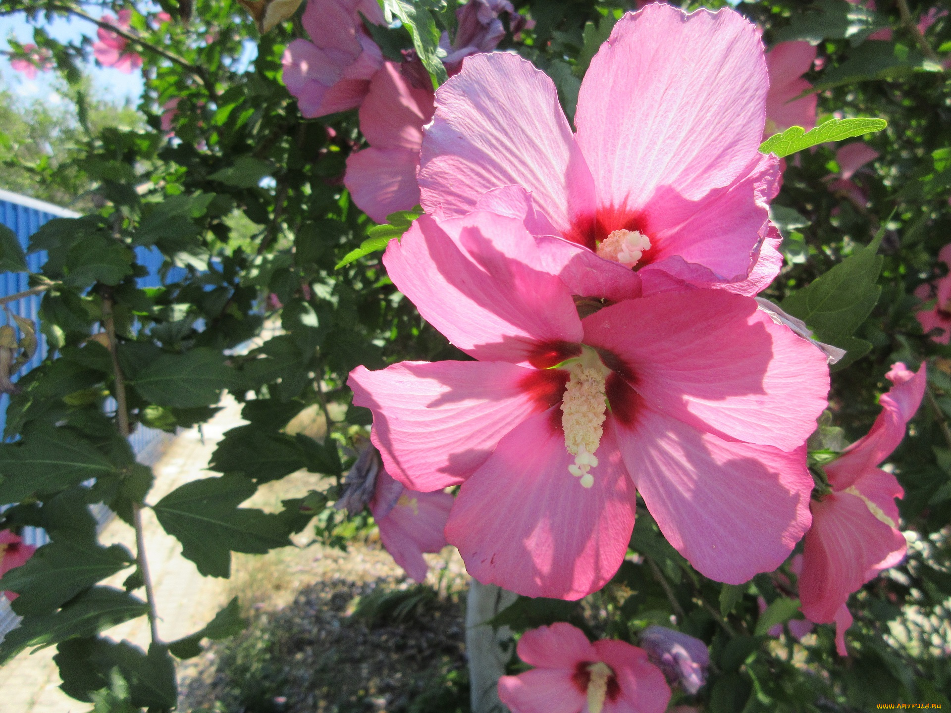 цветы, гибискусы, лето, 2018